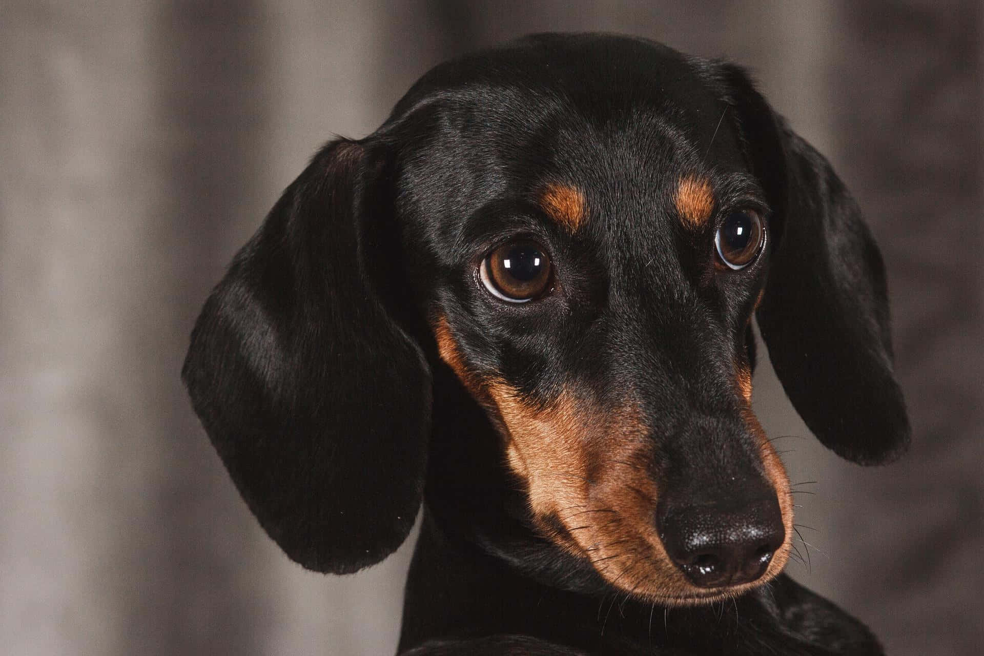 dachshund, black and tan, large soulful eyes, Full HD Desktop Wallpaper