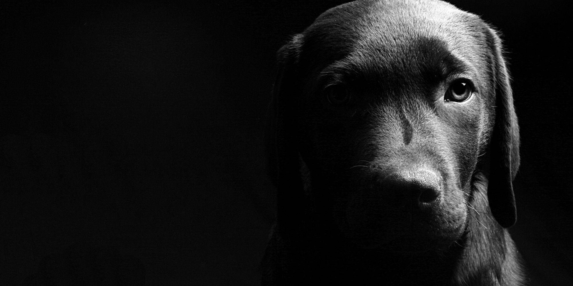 black Labrador, solemn face, pitch-black background, Full HD Desktop Wallpaper
