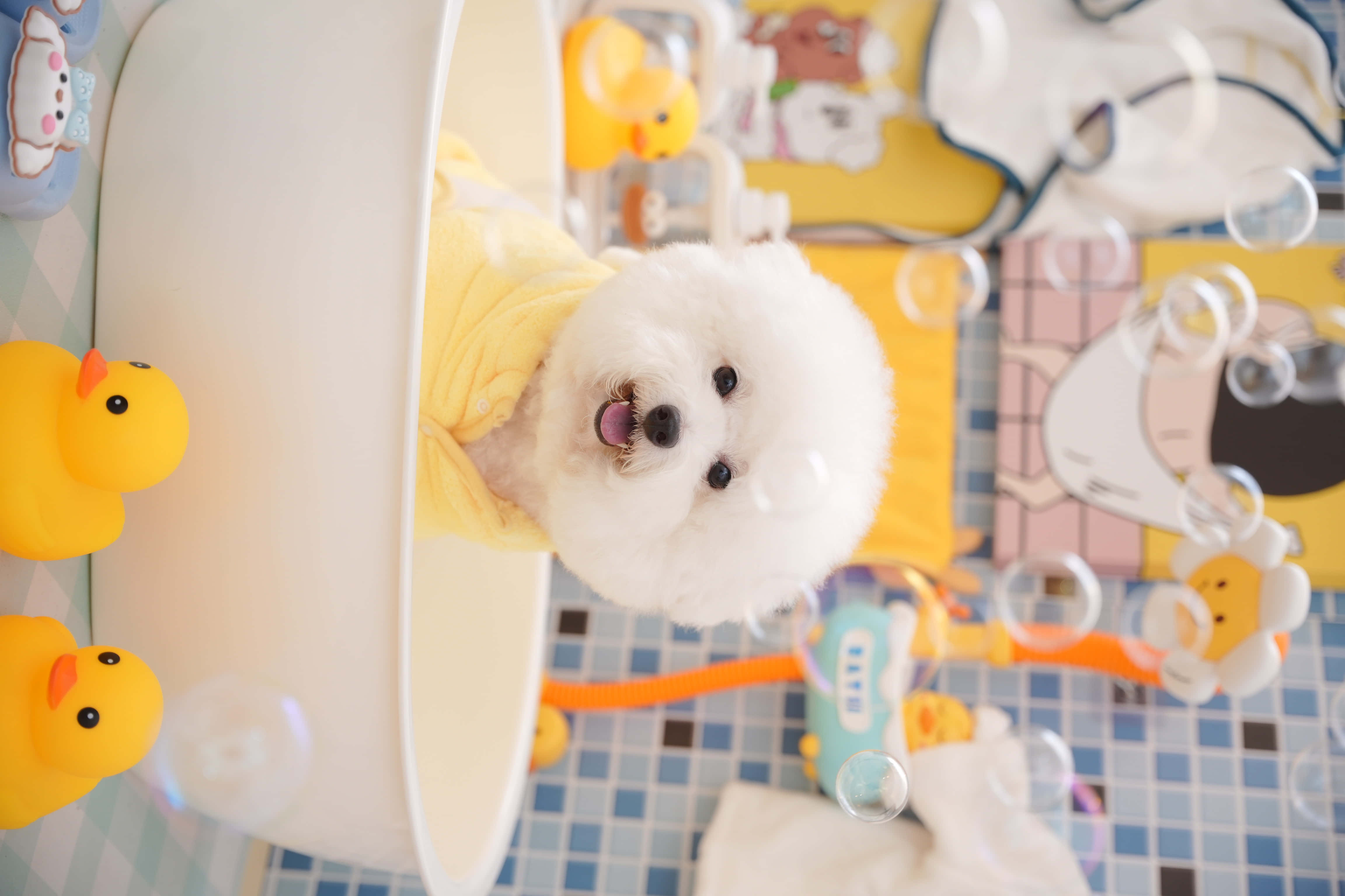 Bichon Frise, fluffy white puppy, yellow towel, 4K Desktop Wallpaper