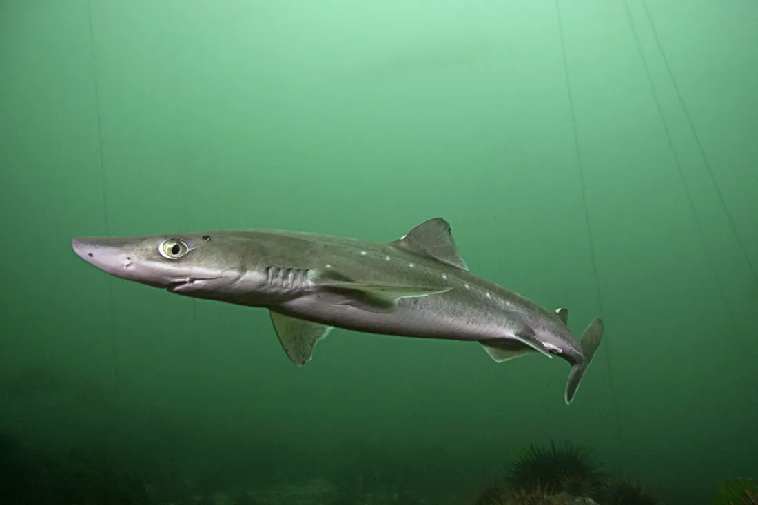 Dogfish