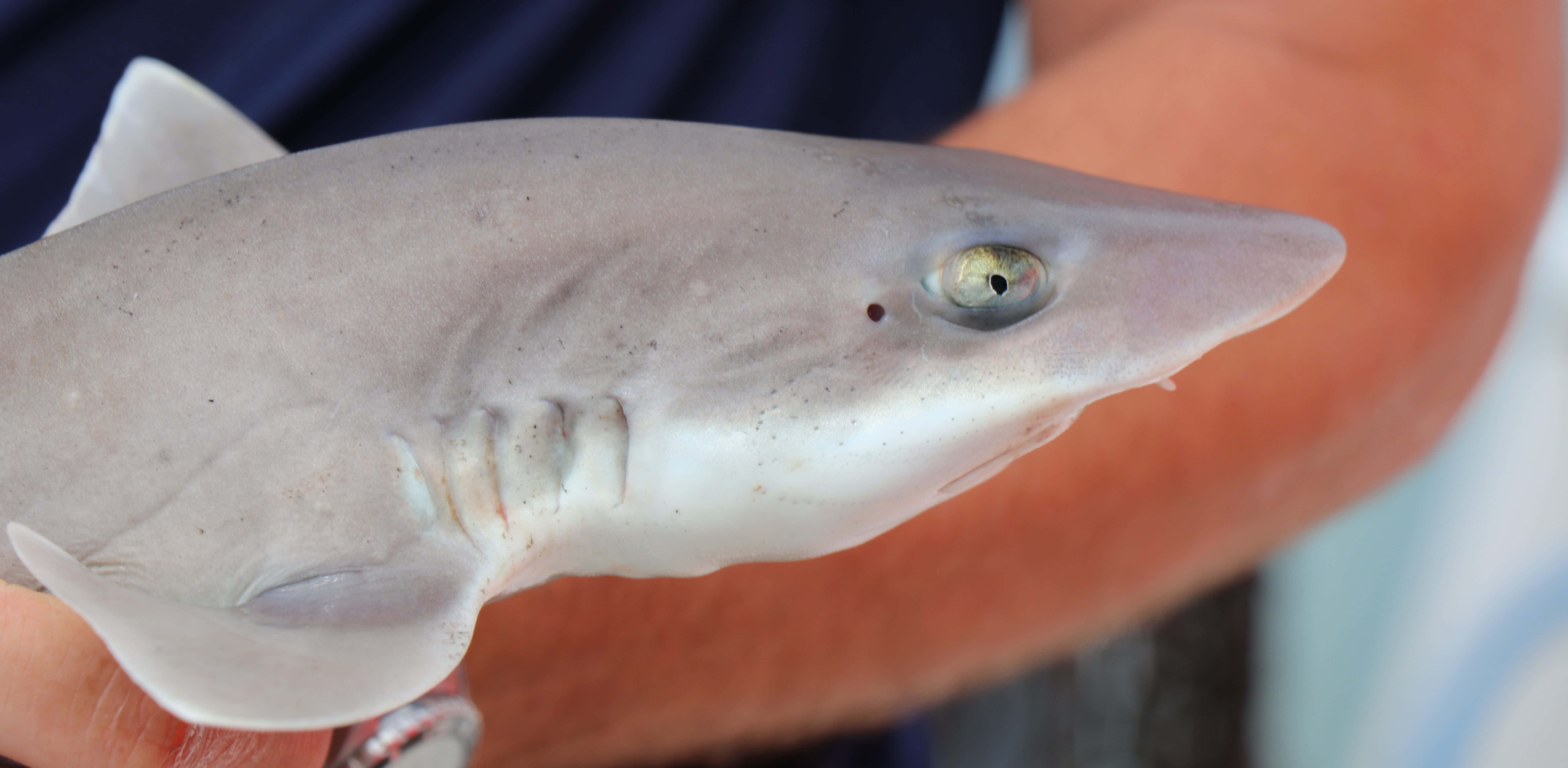 Dogfish, gray shark, yellow eye, 5K Desktop Wallpaper