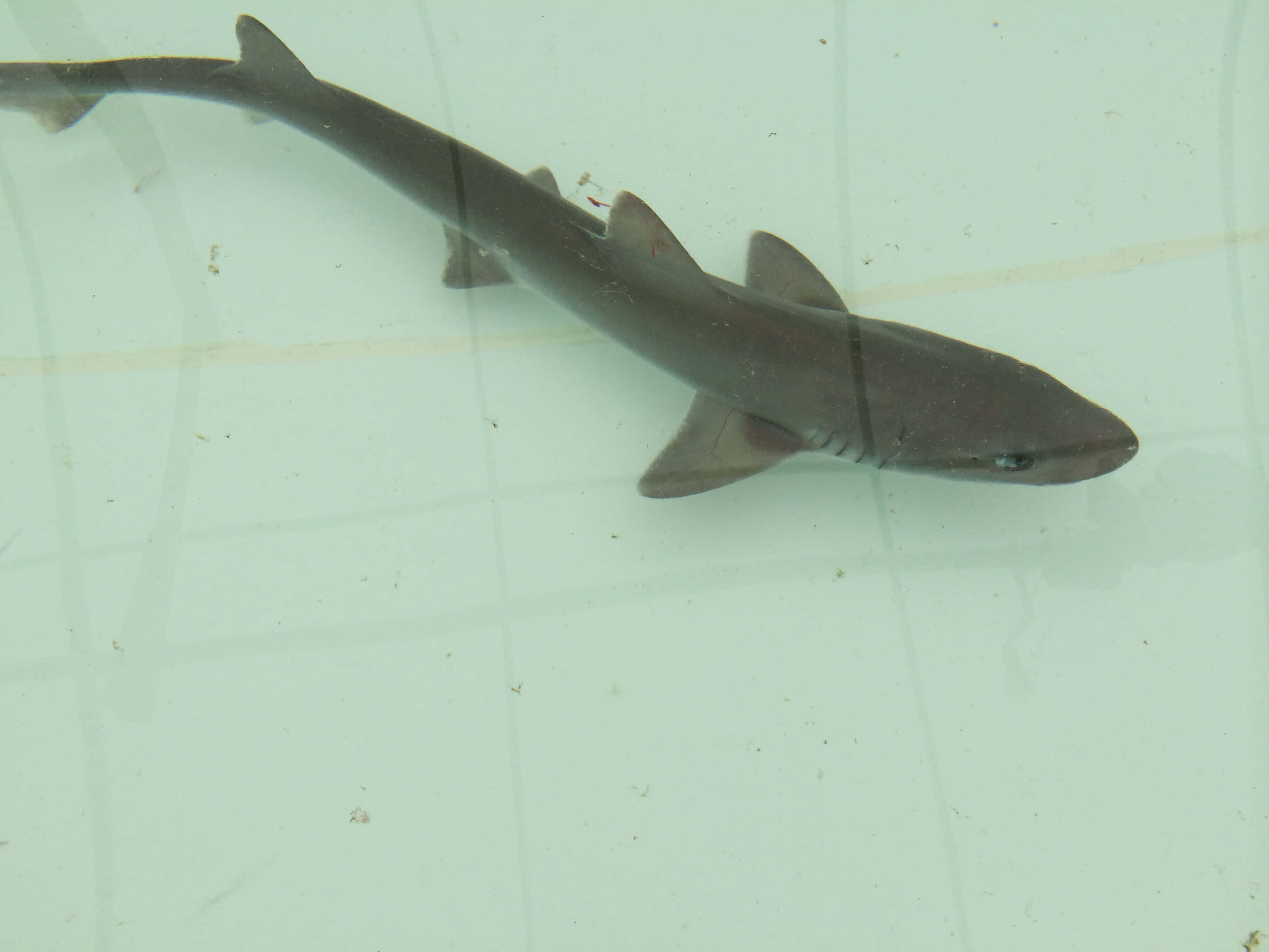 Dogfish, shark, clear water, 2K Desktop Wallpaper