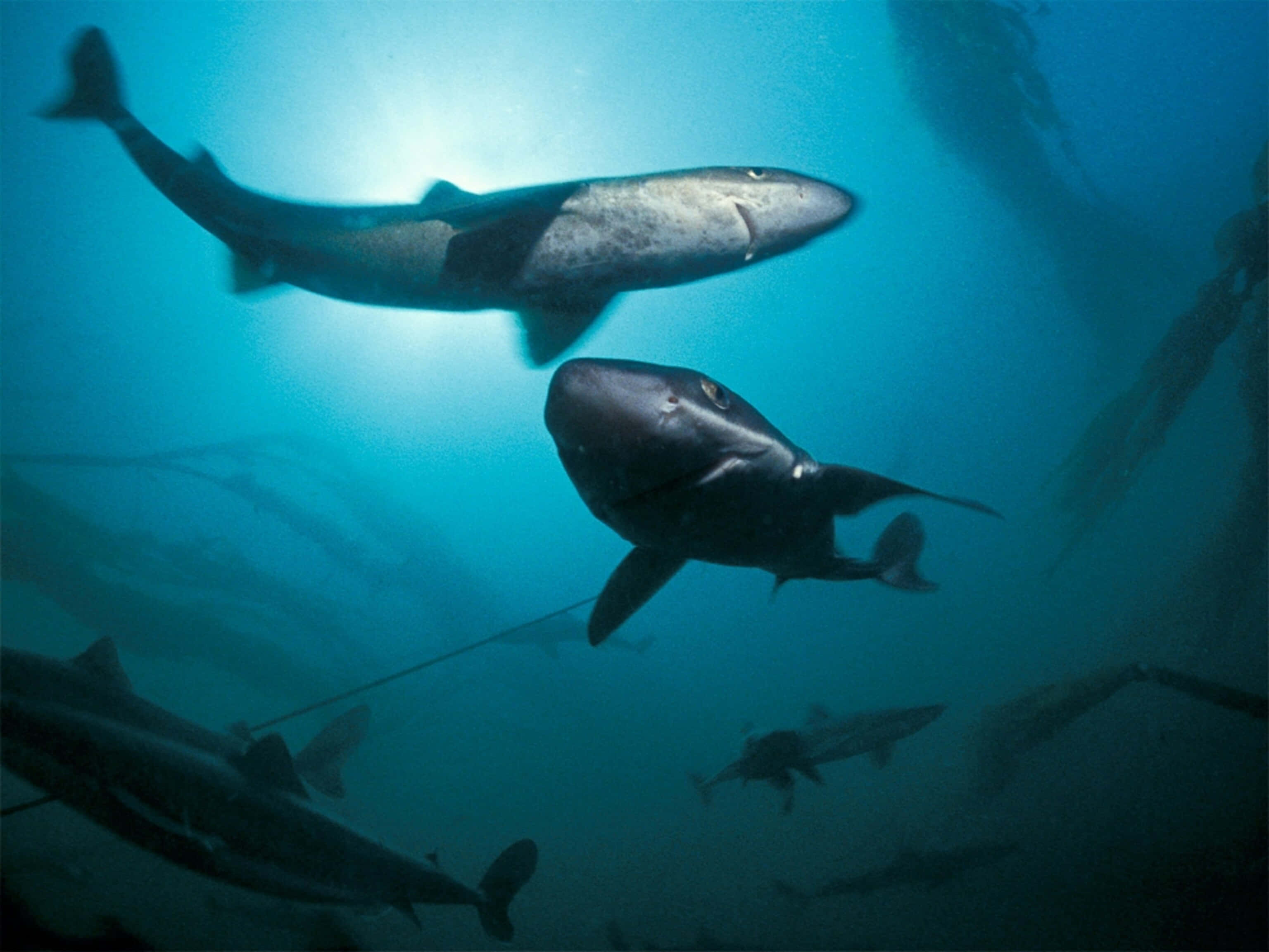 Dogfish, sharks, sunlit blue water, 2K Desktop Wallpaper