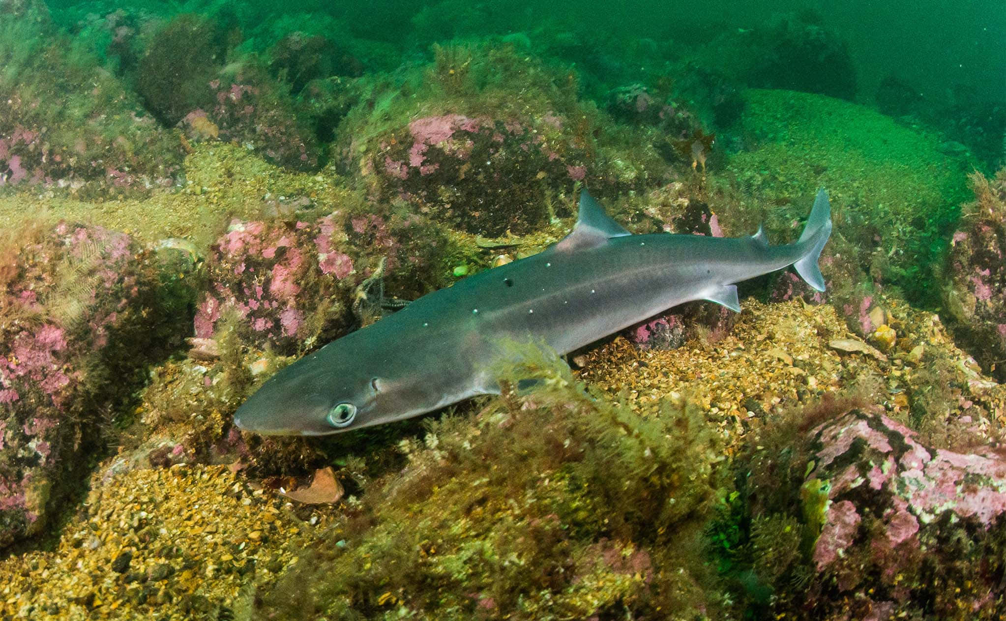 Dogfish, gray shark, vibrant seabed, Full HD Desktop Wallpaper