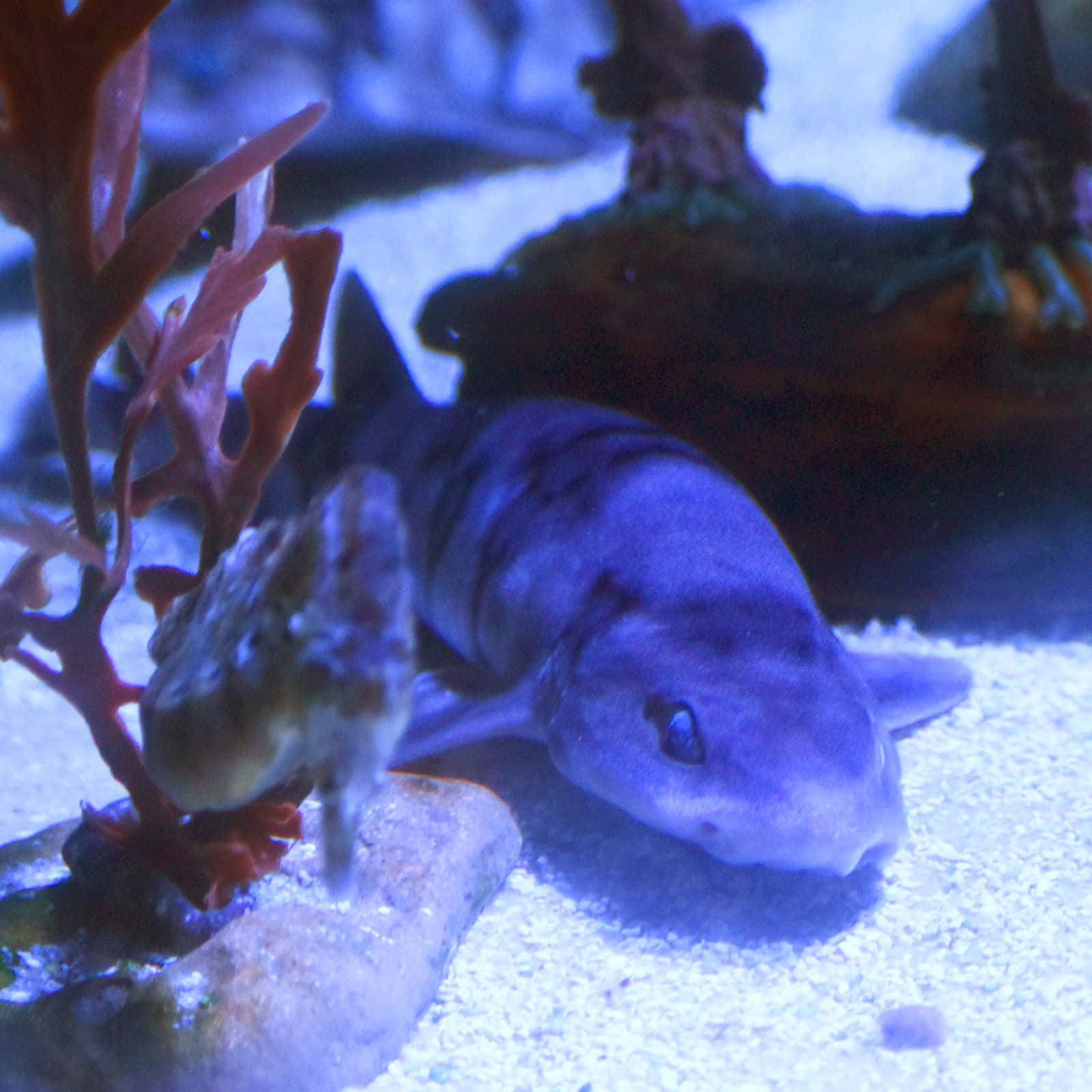 Dogfish, aquarium, spotted shark, HD Desktop Wallpaper