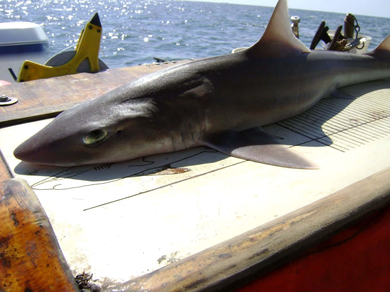 Dogfish, sharkon, boat deck, HD Desktop Wallpaper