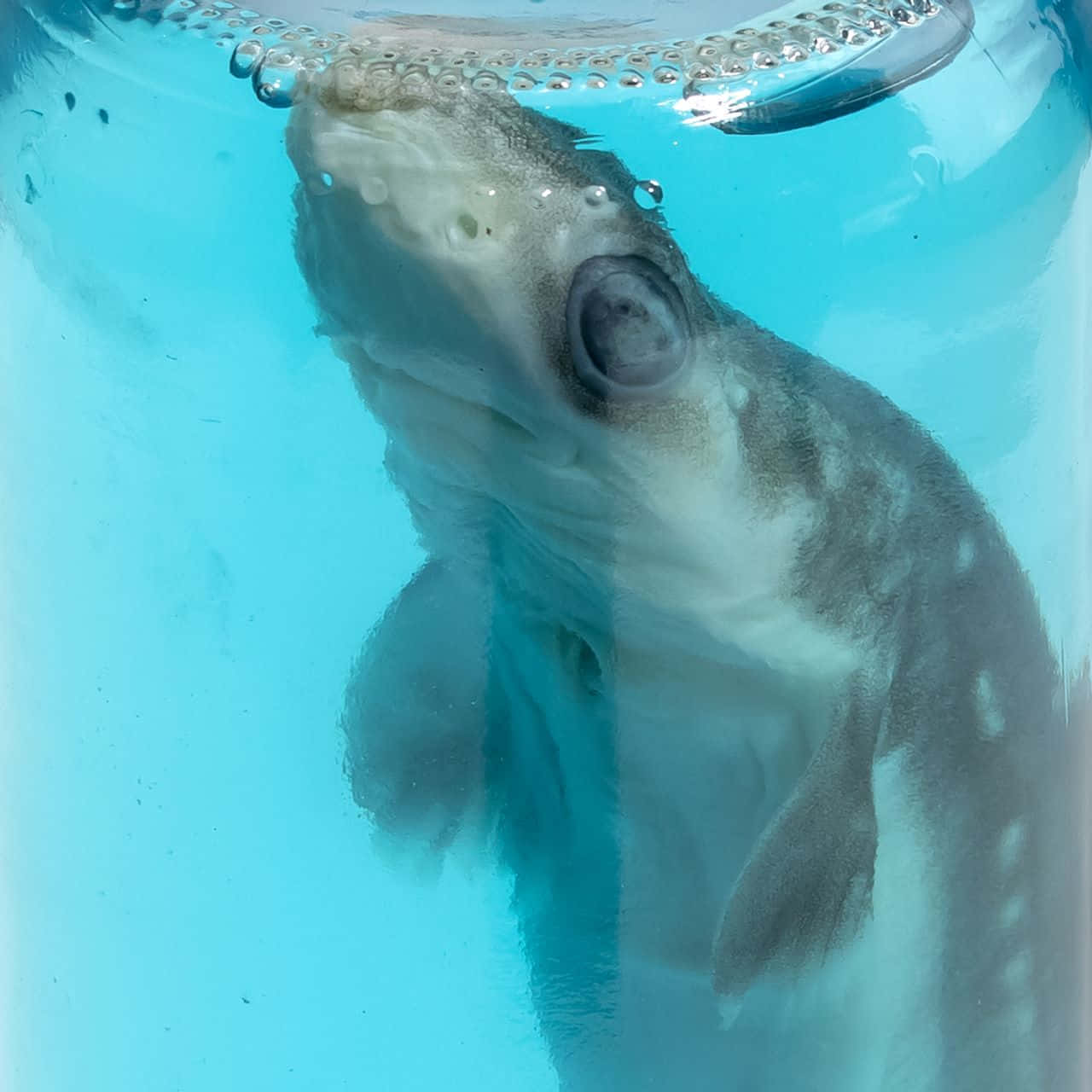 Dogfish, underwater, clear blue water, HD Desktop Wallpaper