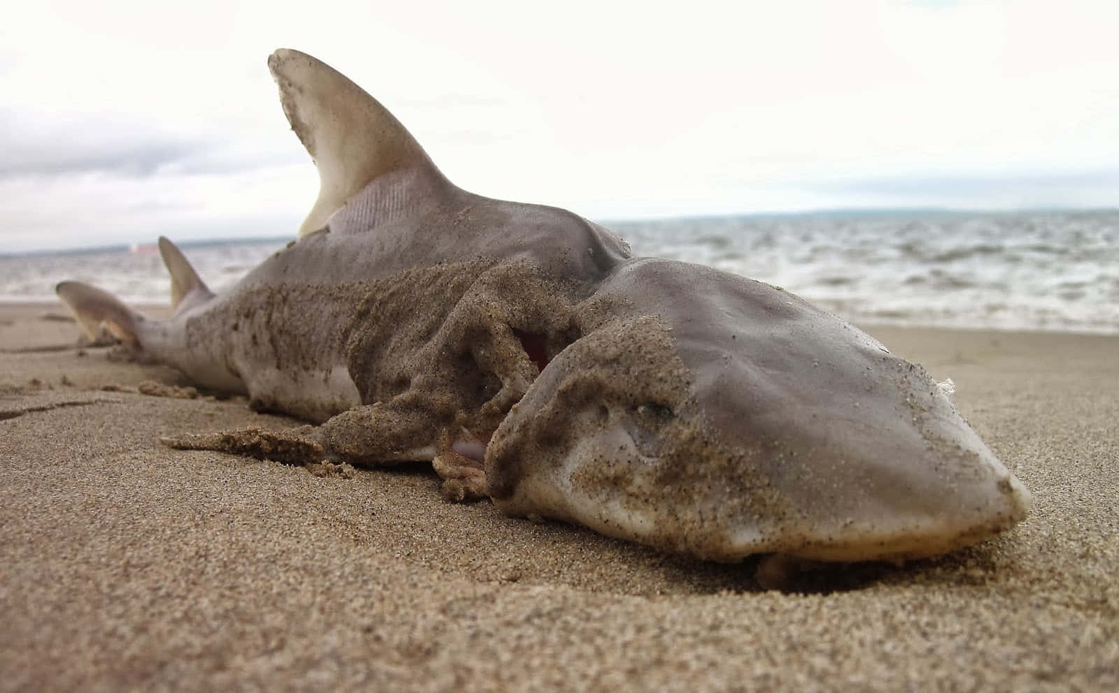Dogfish, shark, stormy beach, HD Desktop Wallpaper