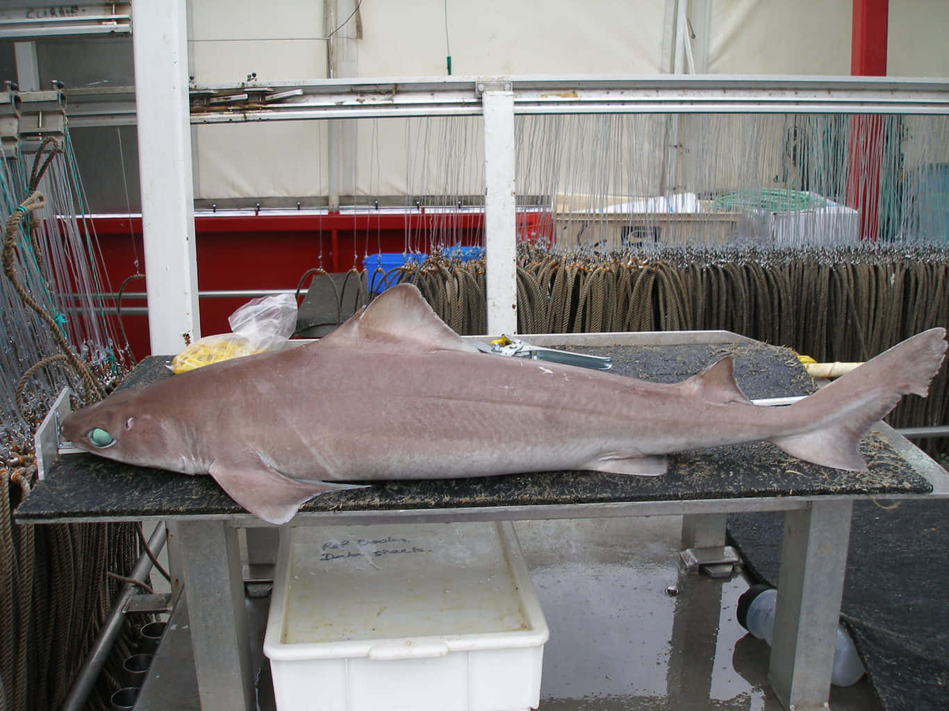 Dogfish, metal table, fishing warehouse, HD Desktop Wallpaper
