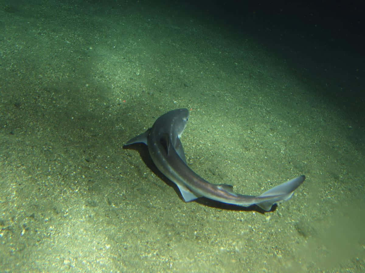 Dogfish, gray shark, sandy ocean floor, SD Desktop Wallpaper