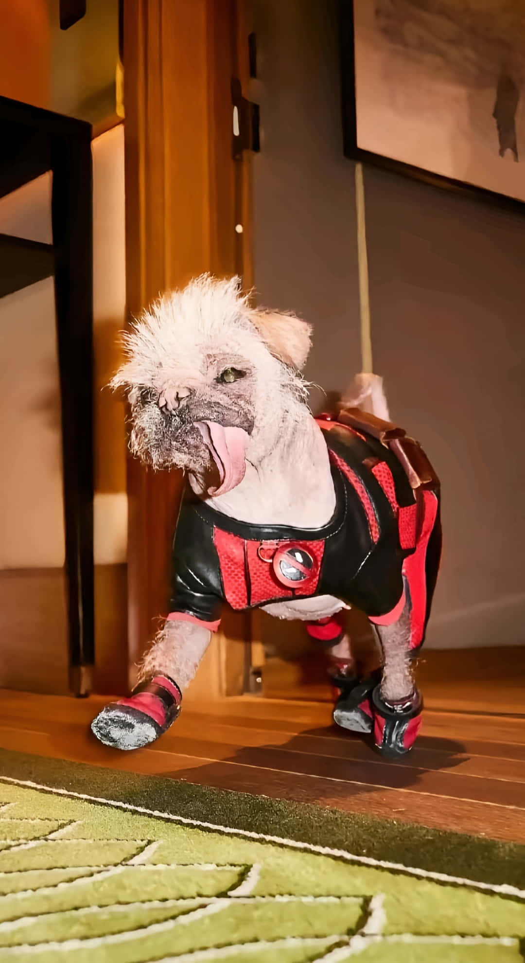 Dogpool, red and black superhero costume, shaggy white dog, Full HD Phone Wallpaper