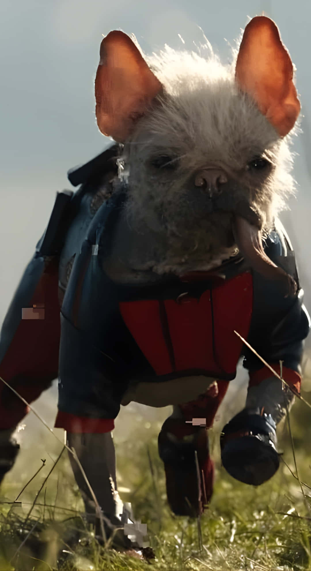 Dogpool, red and blue superhero suit, scruffy white French bulldog, Full HD Phone Wallpaper
