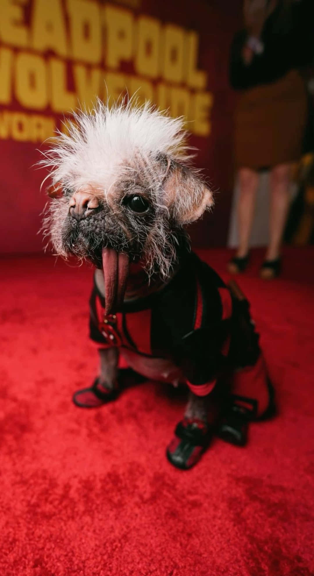 Dogpool, white mohawk, black and red Deadpool costume, Full HD Phone Wallpaper