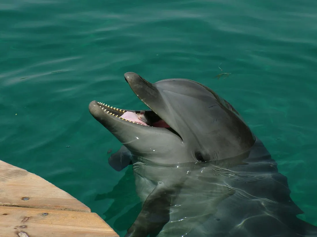 Dolphin Aesthetic