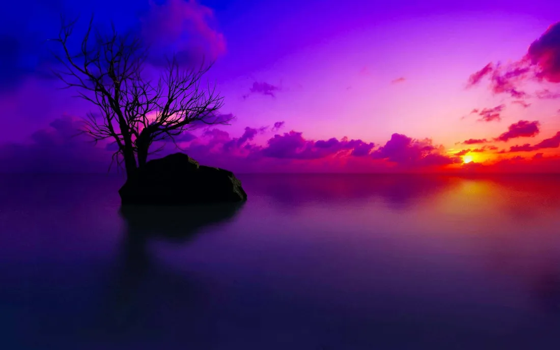 Dolphin Sunset