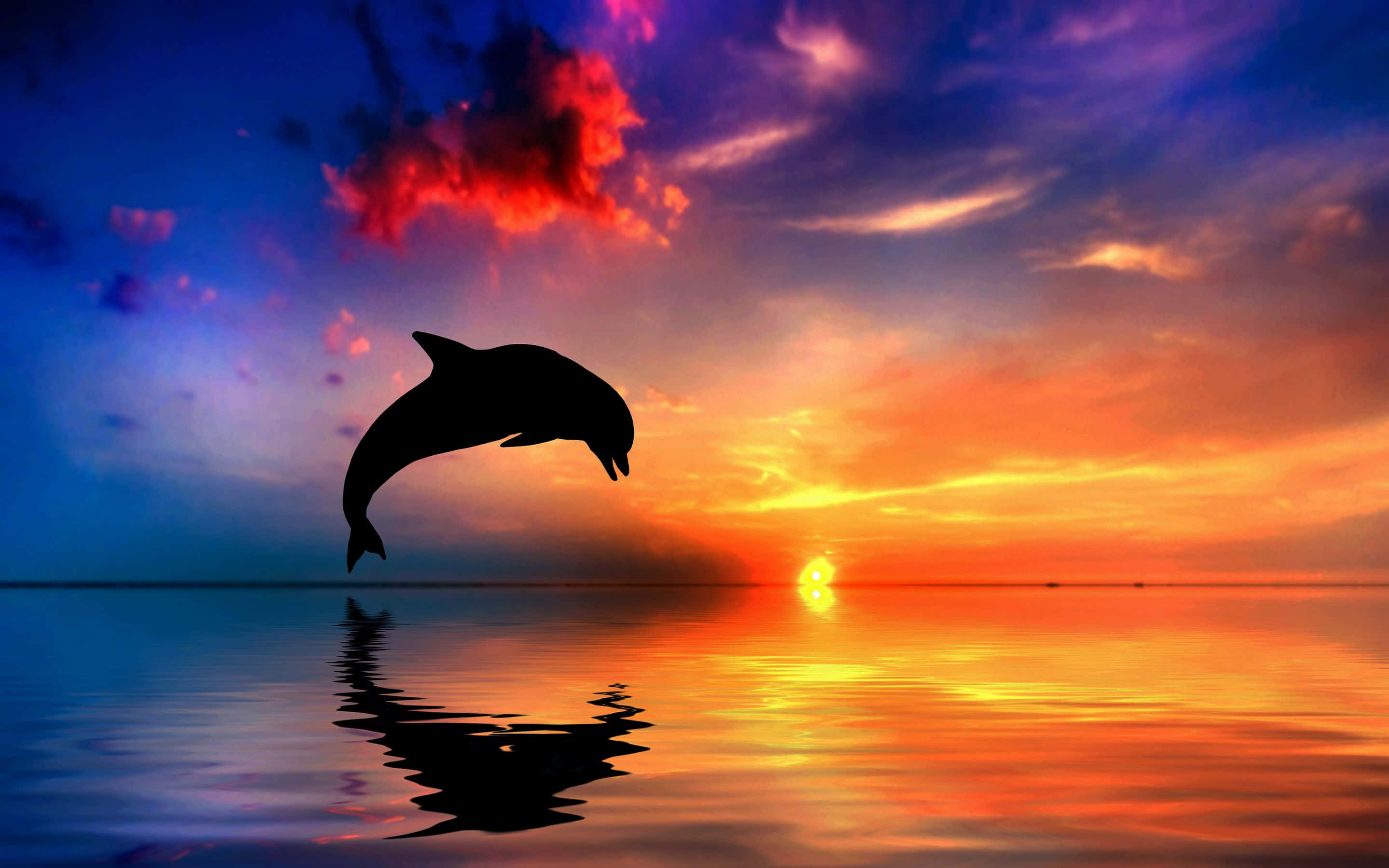dolphin sunset, fiery sunset sky, calm ocean waters, 2K Desktop Wallpaper
