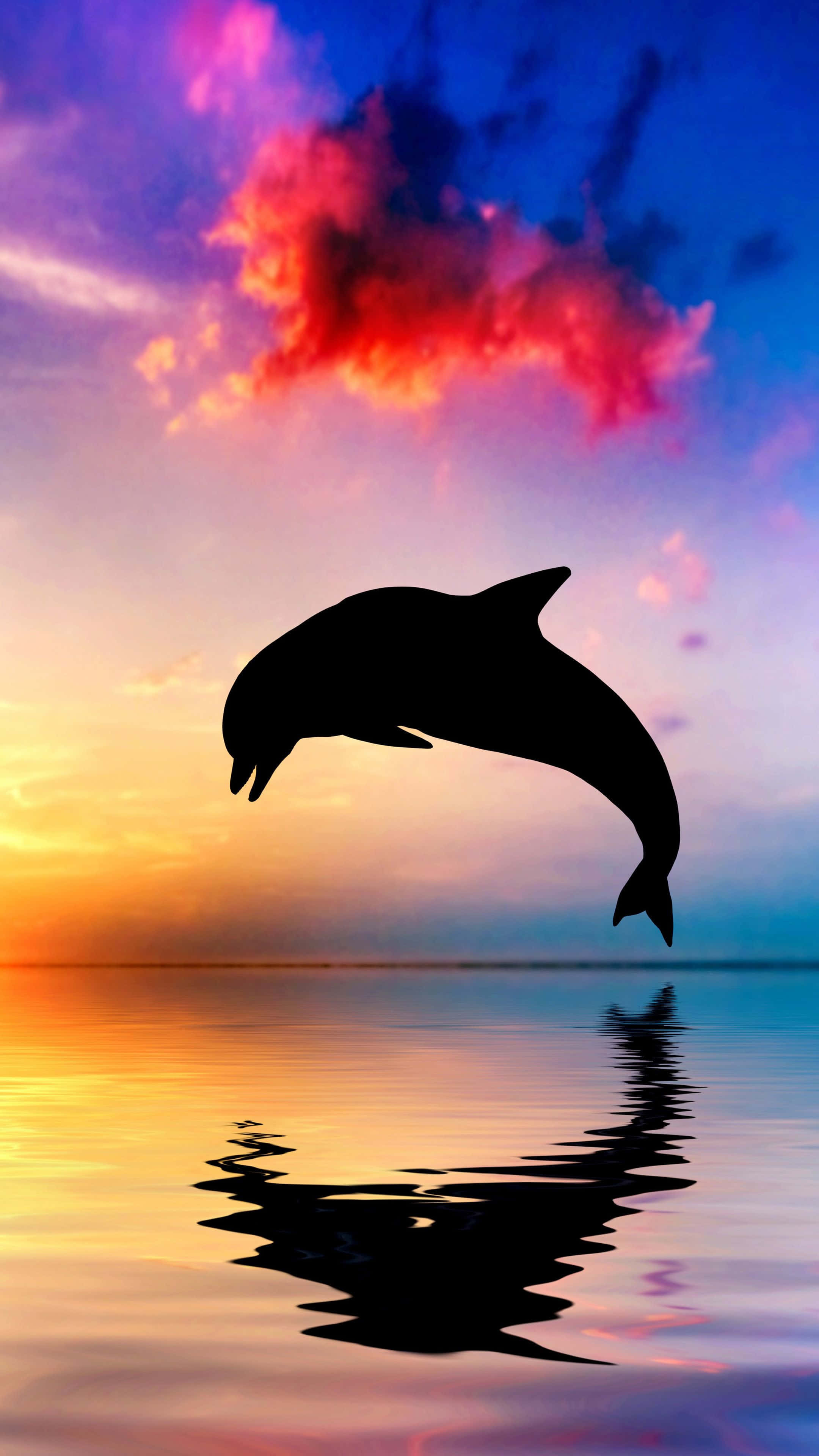 Dolphin Sunset, sunset, silhouette, 4K Phone Wallpaper