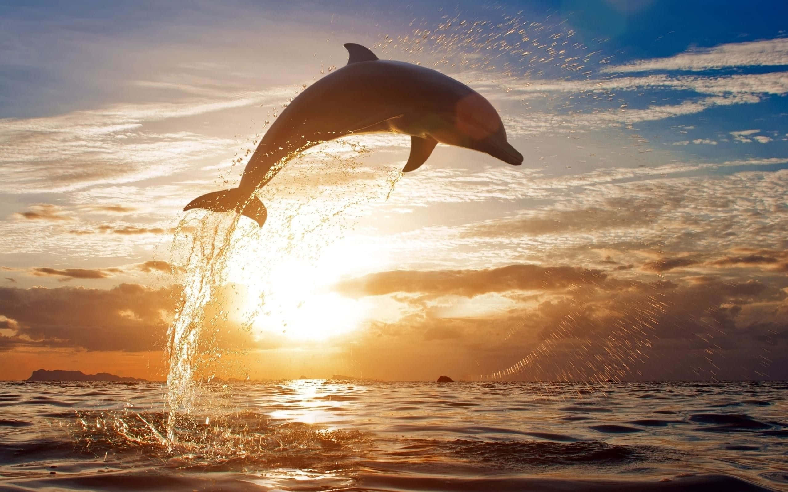Dolphin Sunset, sunset, ocean waves, 2K Desktop Wallpaper