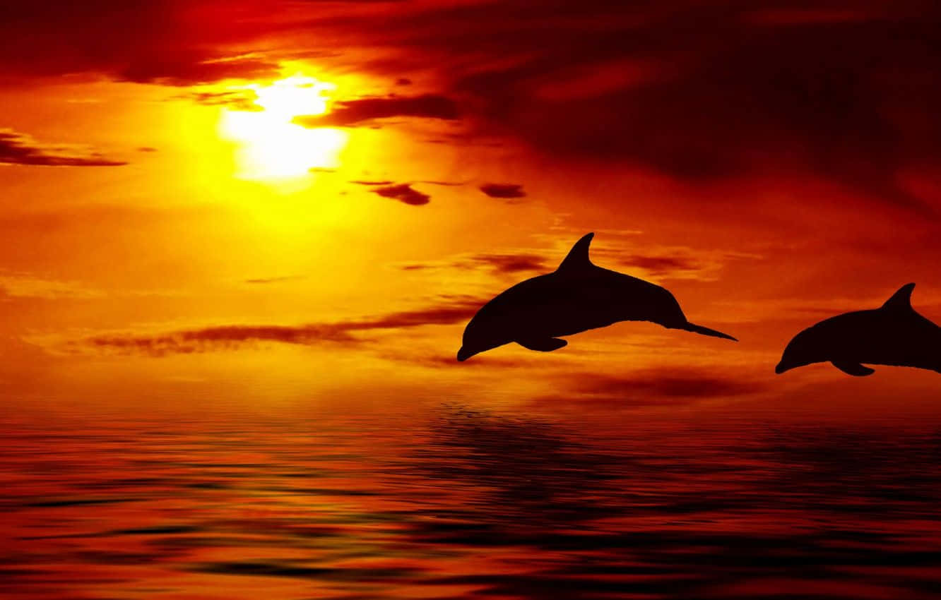 Dolphin Sunset, red orange sunset, calm water, HD Desktop Wallpaper
