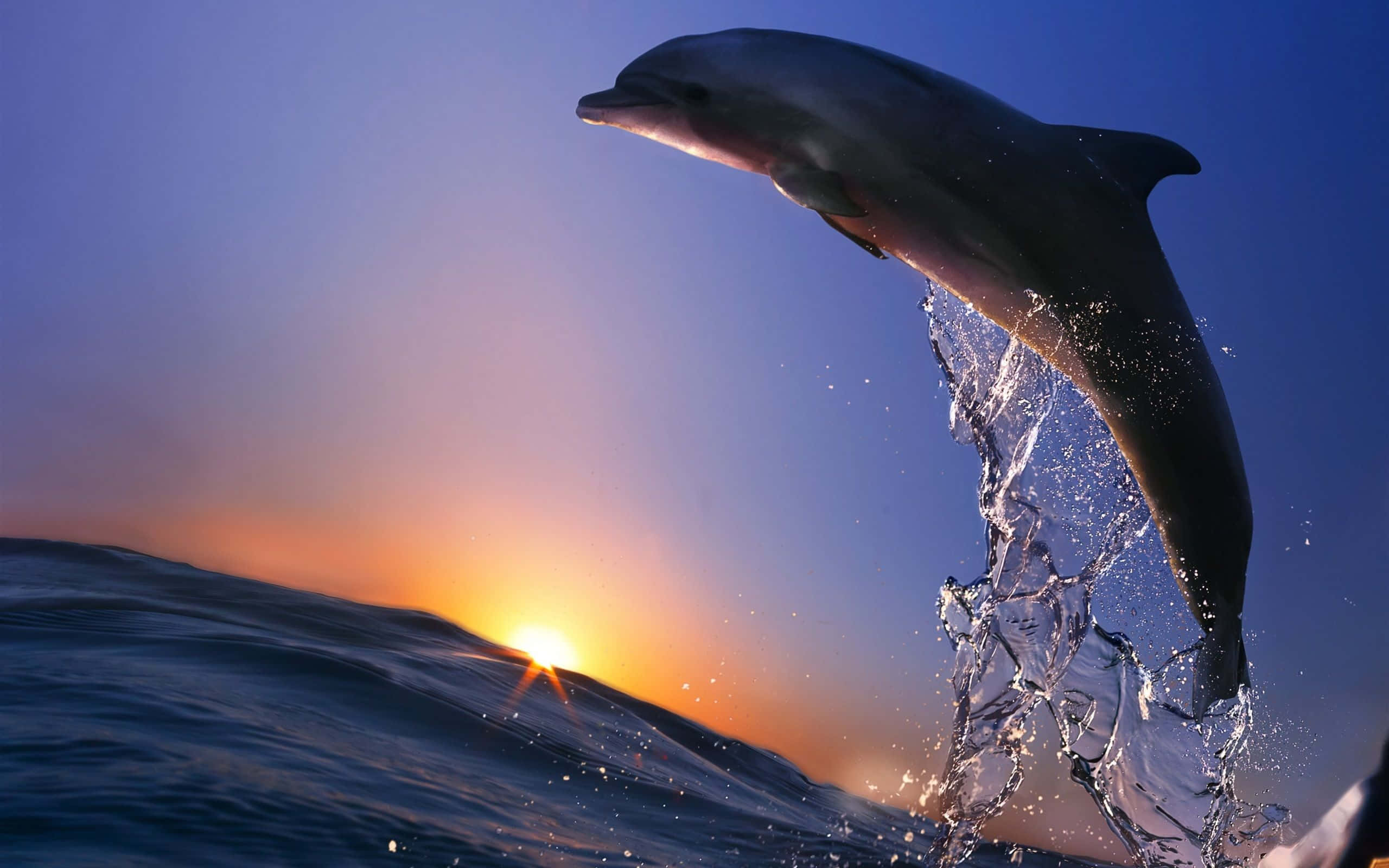 Dolphin Sunset, sunset, ocean waves, 2K Desktop Wallpaper