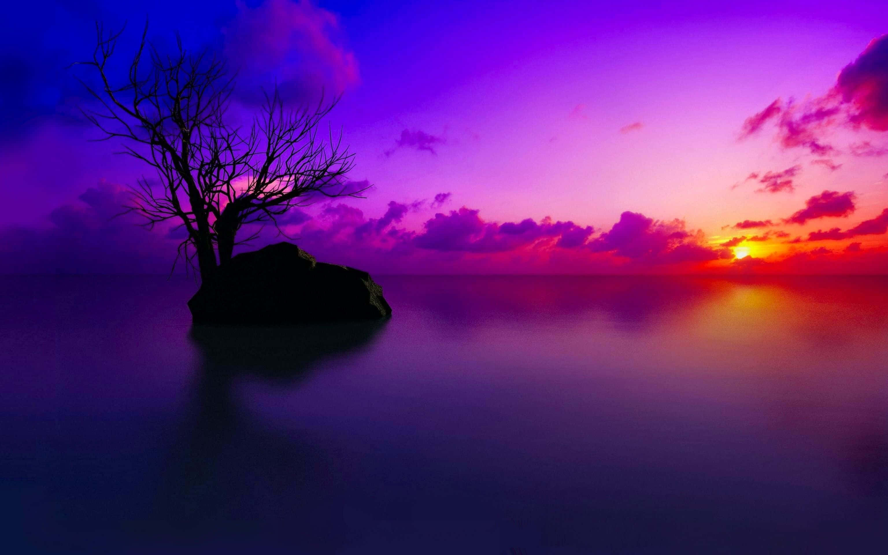 dolphin sunset, vibrant purple, orange sunset, 2K Desktop Wallpaper