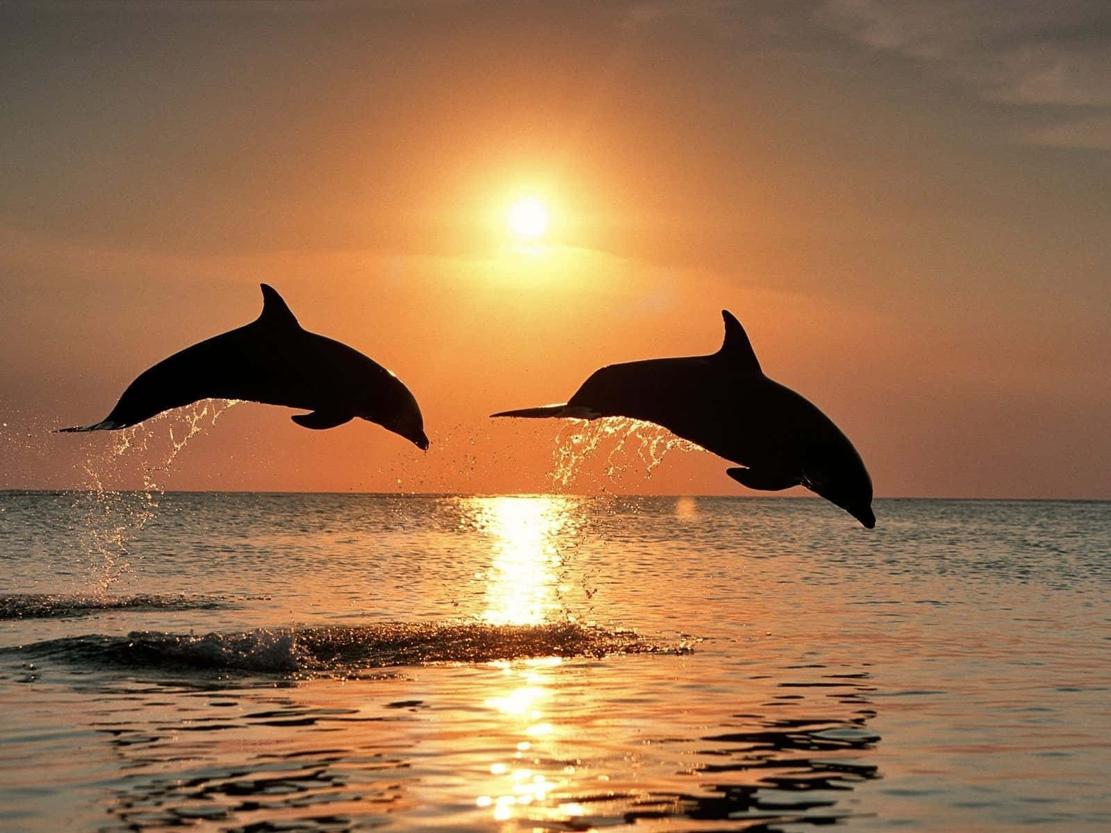 Dolphin Sunset, golden sunset, ocean surface, HD Desktop Wallpaper