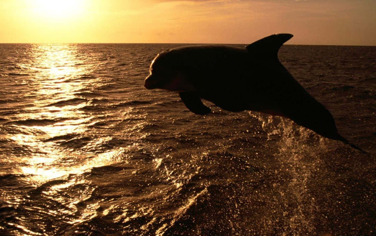 Dolphin Sunset, dolphin, sunset, HD Desktop Wallpaper