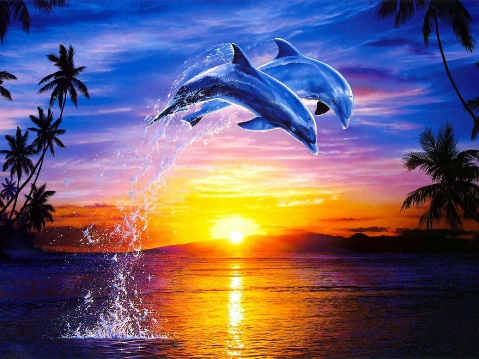 Dolphin Sunset, sunset, tropical ocean, HD Desktop Wallpaper