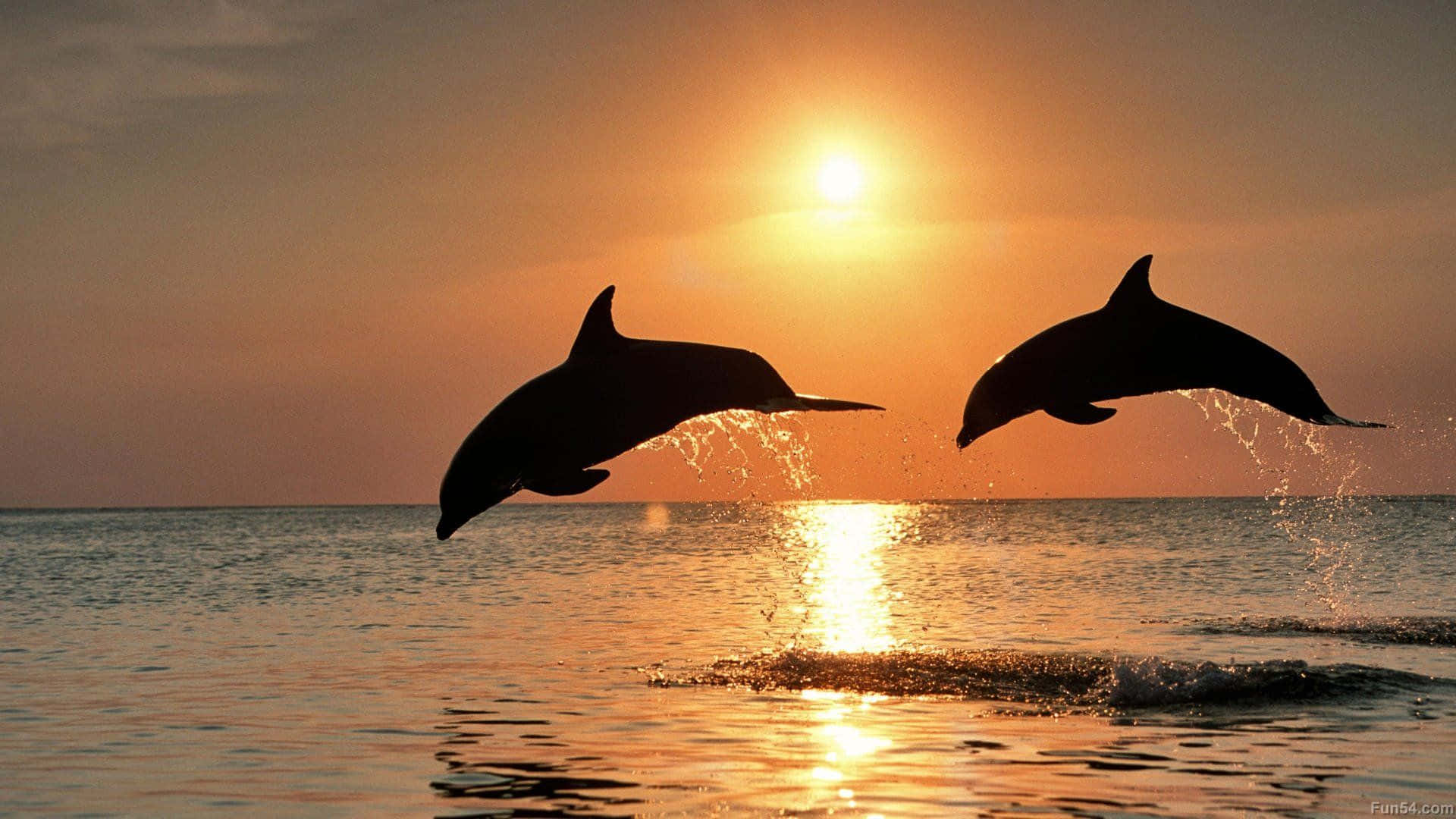 Dolphin Sunset, sunset, golden light, Full HD Desktop Wallpaper