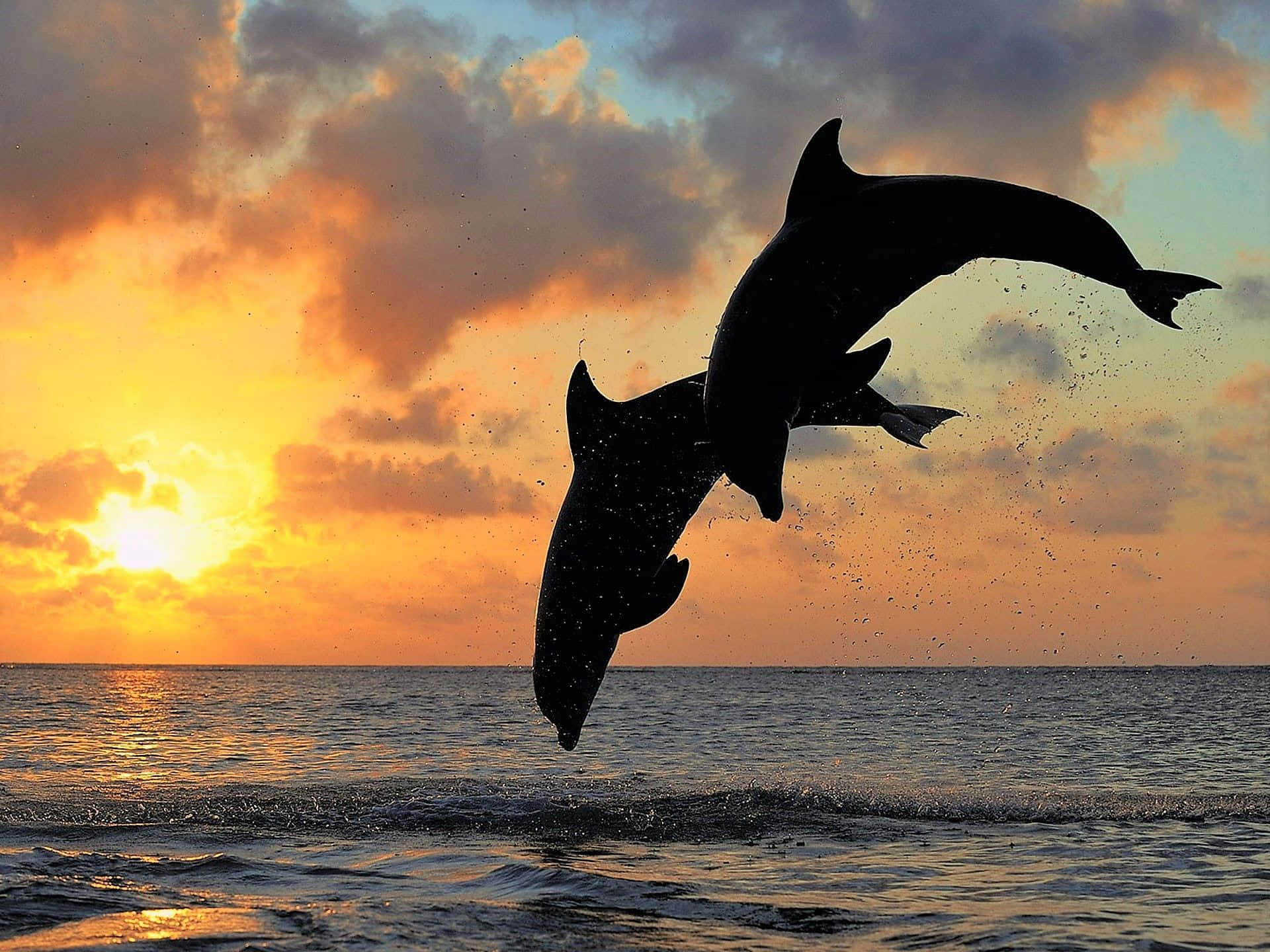 dolphin sunset, sunset, ocean, Full HD Desktop Wallpaper