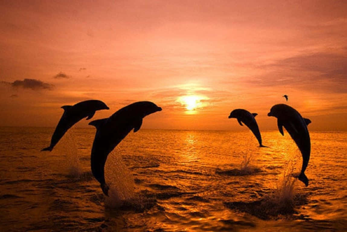 dolphin, sunset, fiery orange sunset, SD Desktop Wallpaper