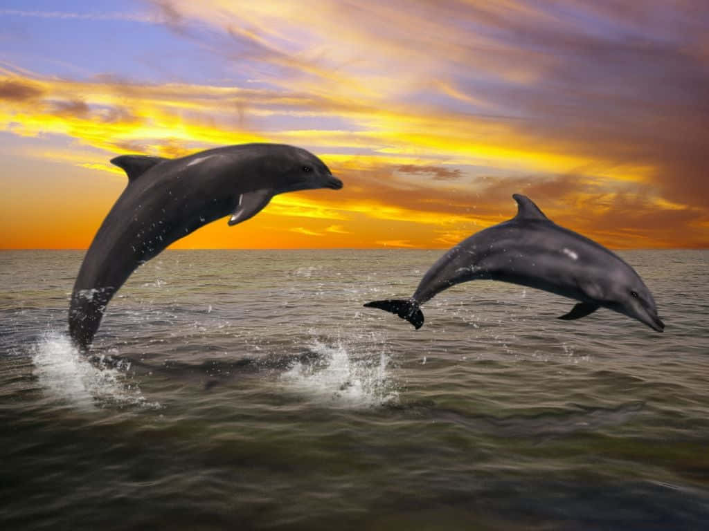 Dolphin Sunset, Grey, fiery sunset sky, SD Desktop Wallpaper