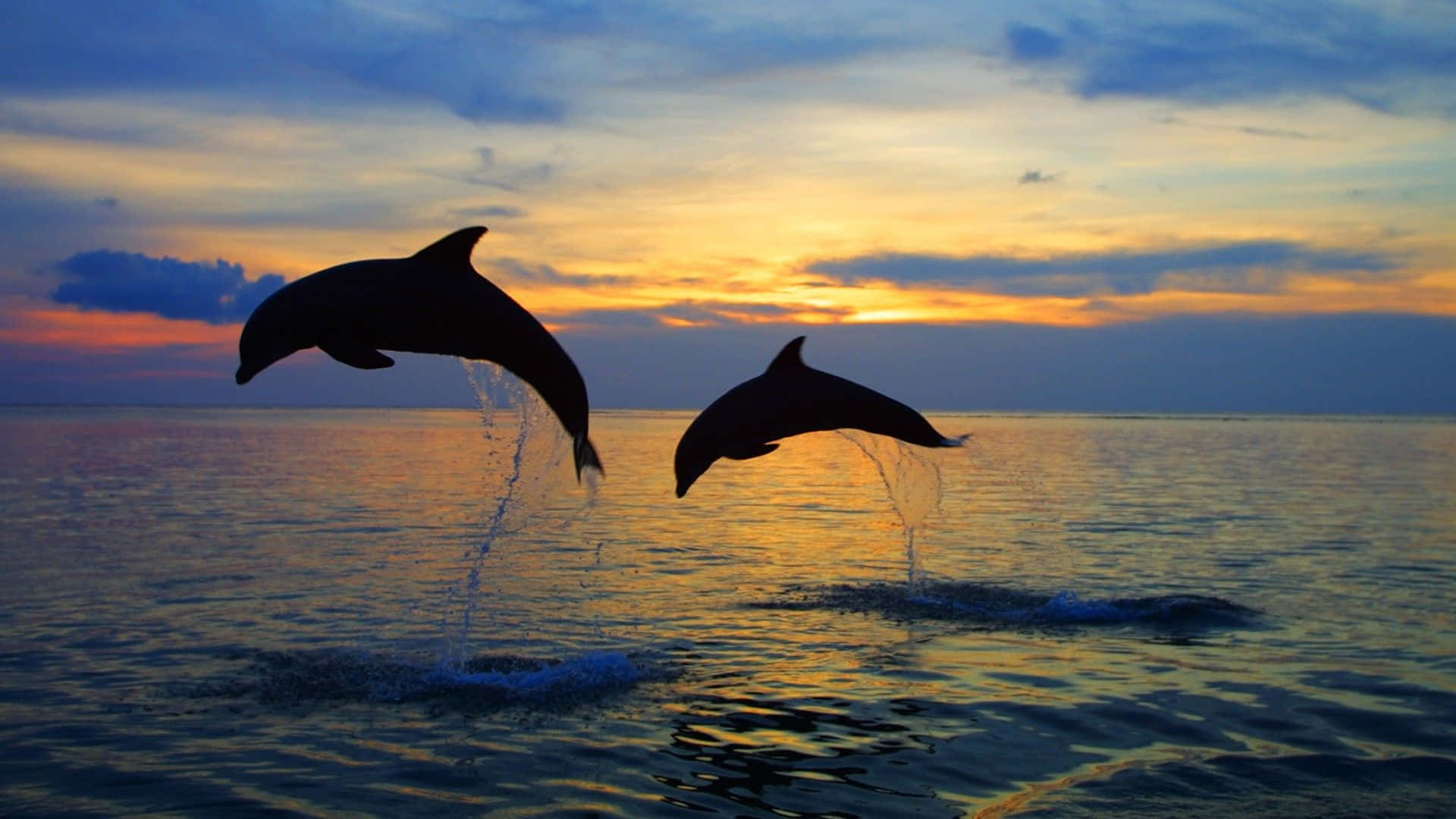 dolphin sunset, dolphins, ocean waters, Full HD Desktop Wallpaper