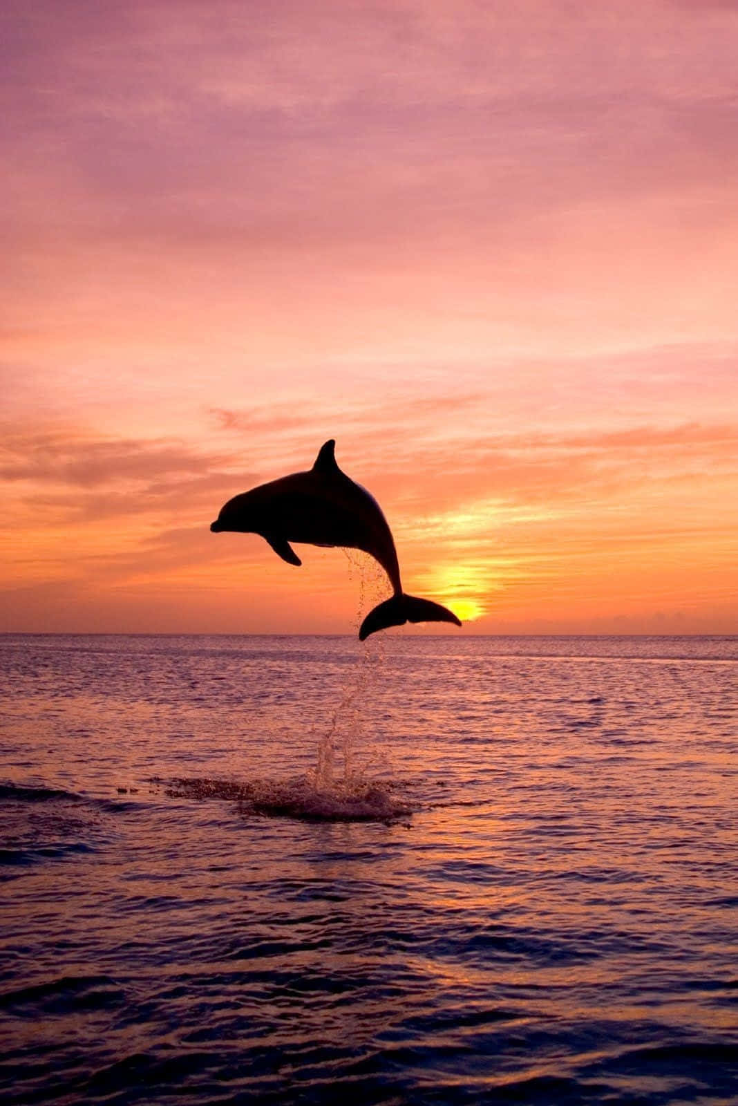 Dolphin Sunset, sunset, ocean, HD Phone Wallpaper