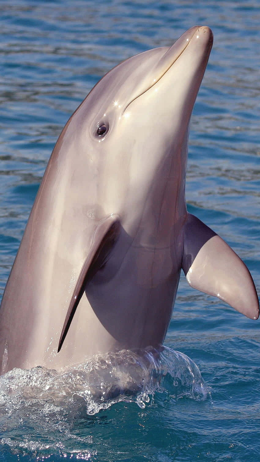 cute dolphin, slender nose, turquoise water, HD Phone Wallpaper
