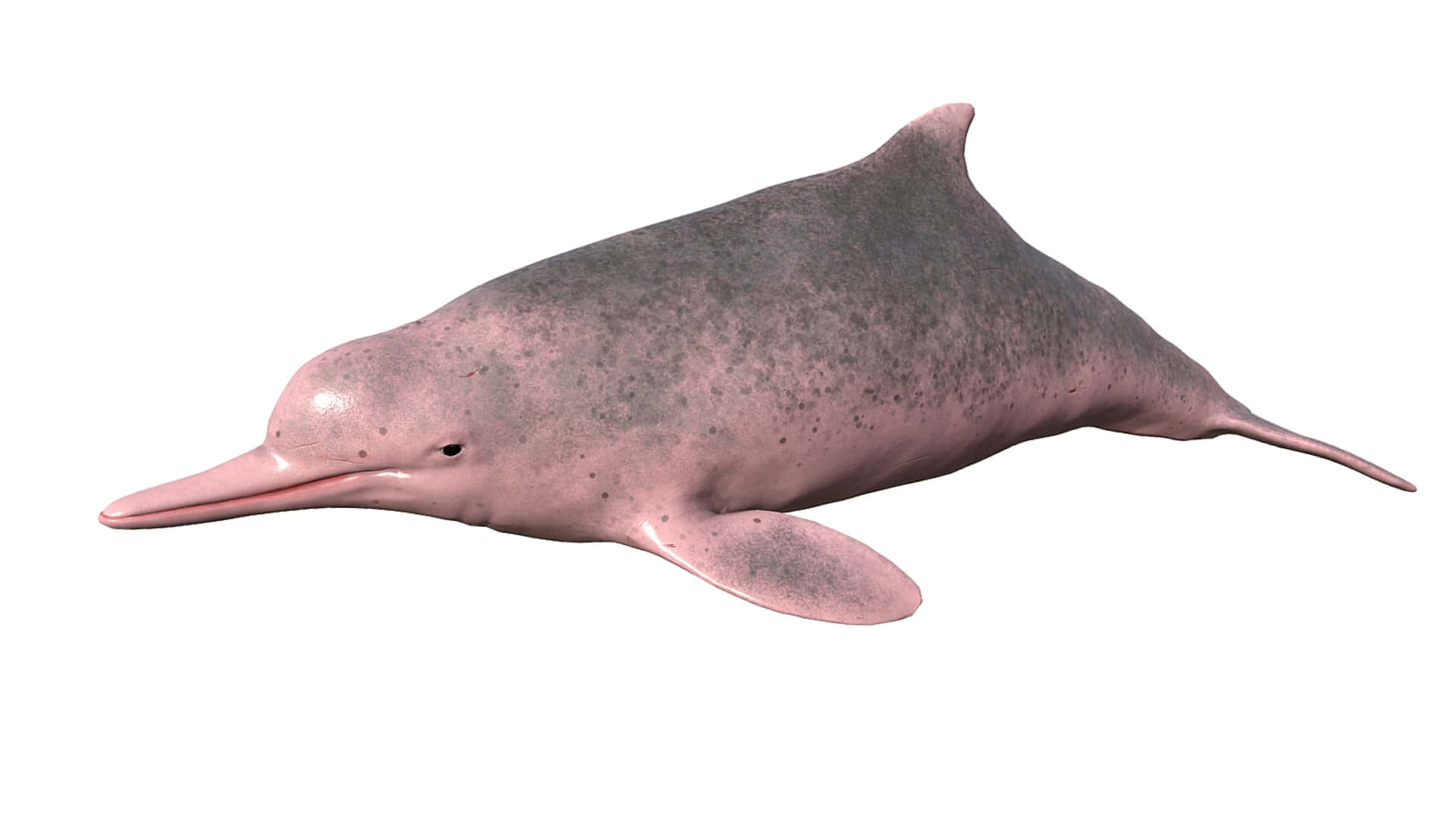 pink dolphin, pink river dolphin, spotted gray skin, Full HD Desktop Wallpaper