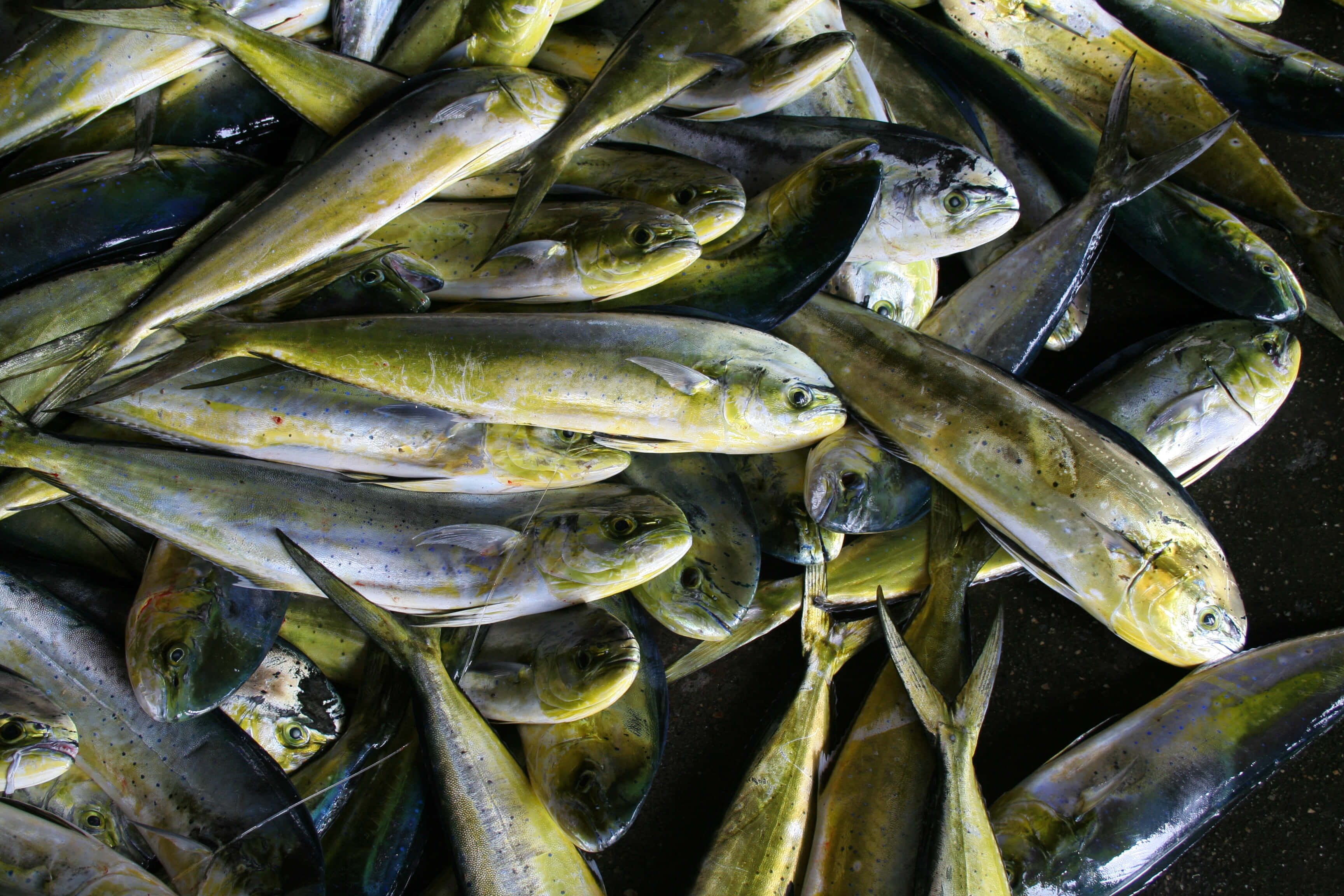 Dolphinfish, mahi mahi, iridescent yellow green scales, 2K Desktop Wallpaper
