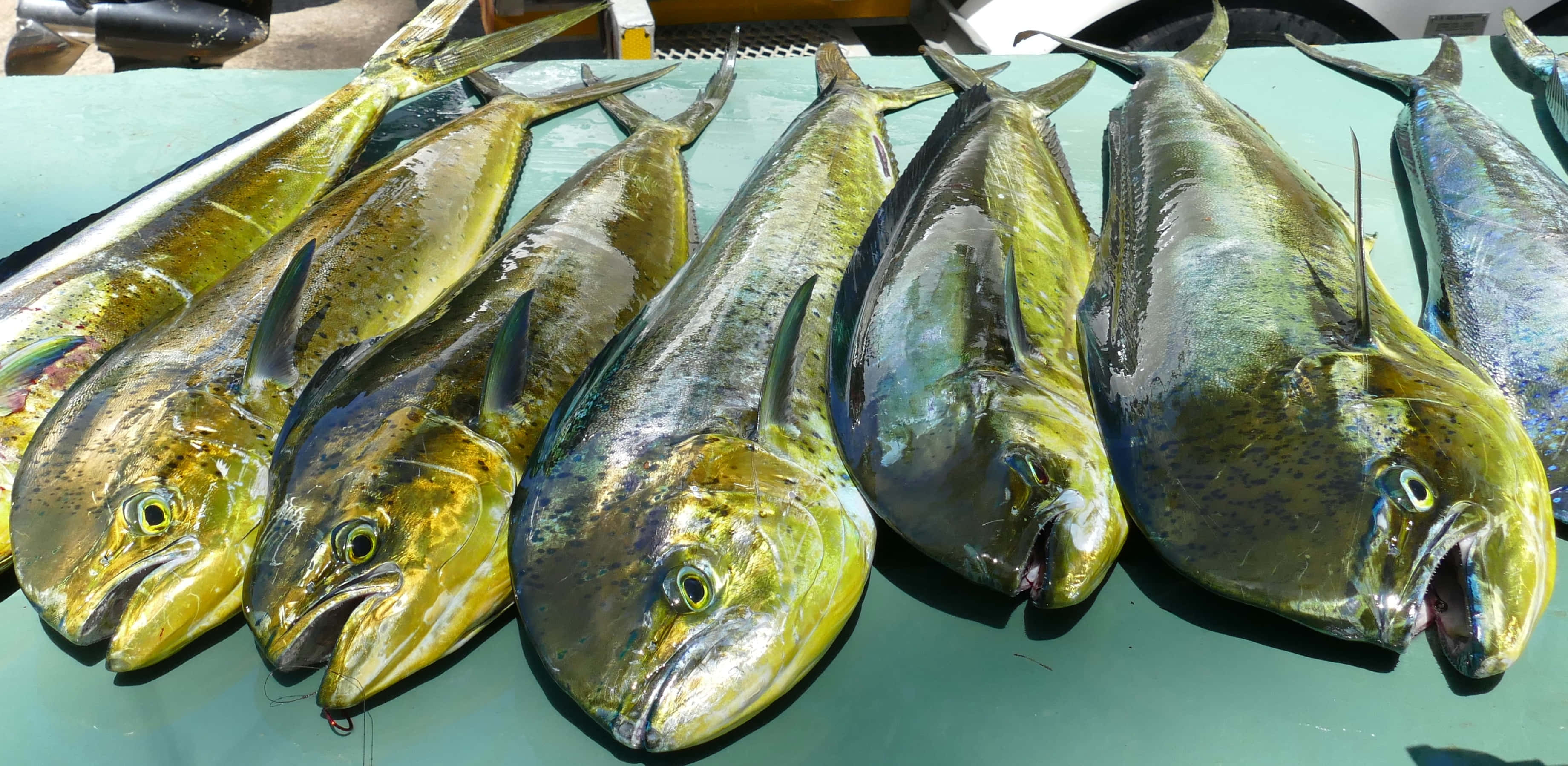 Dolphinfish, iridescent green and gold scales, teal market table, 2K Desktop Wallpaper