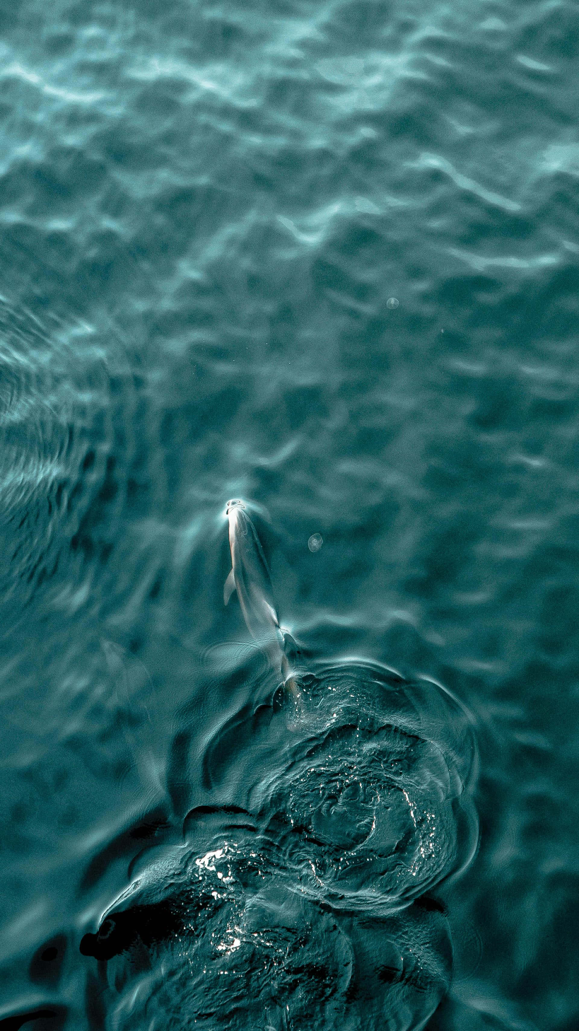 dolphin, turquoise waters, deep teal water, 2K Phone Wallpaper