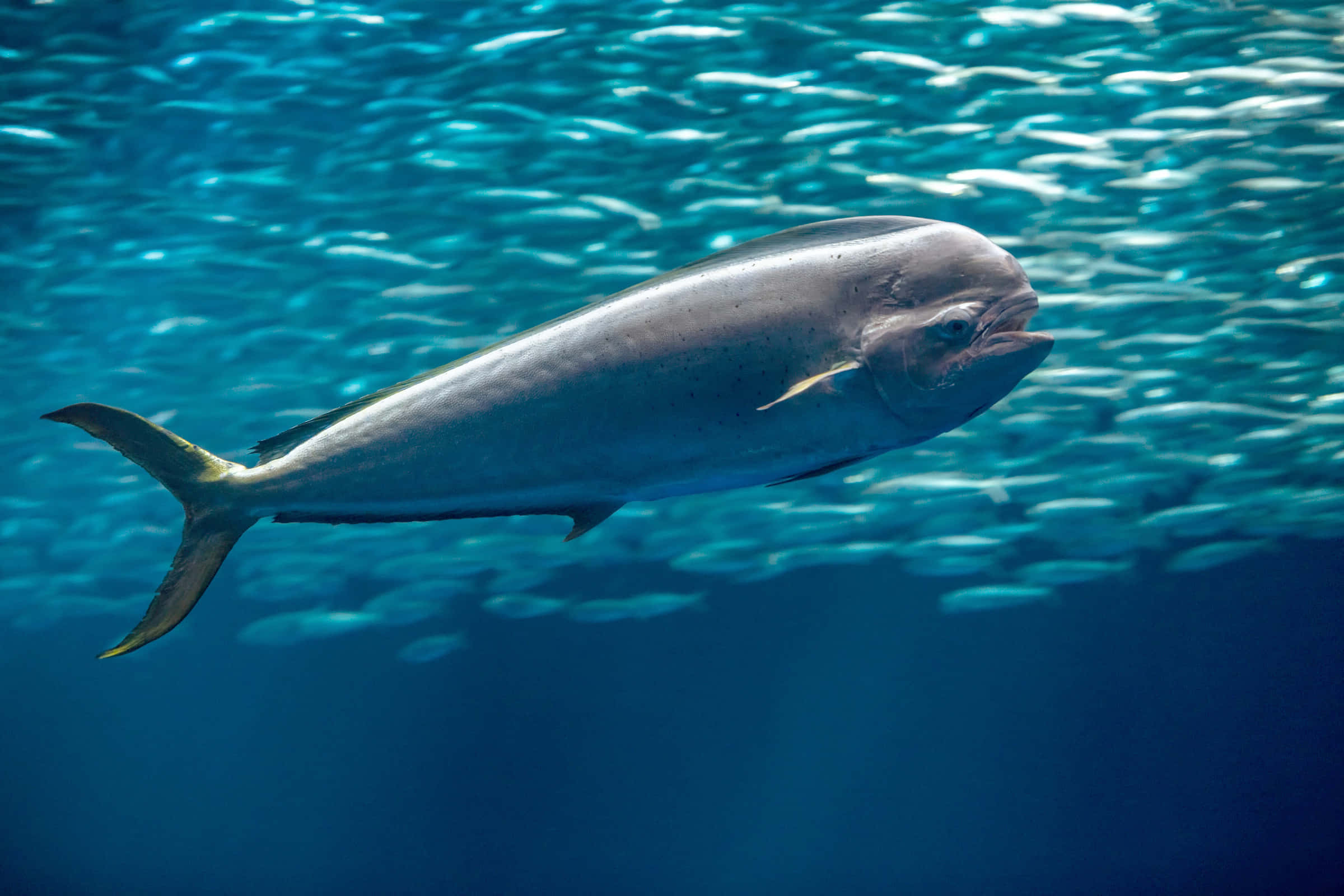 dolphinfish, silver, turquoise waters, Full HD Desktop Wallpaper