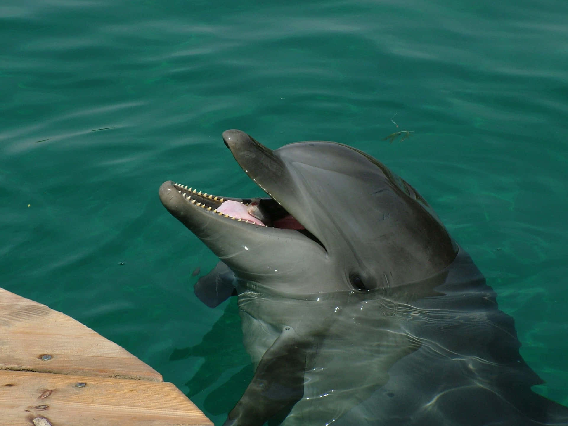 dolphin, turquoise water, wooden dock, Full HD Desktop Wallpaper