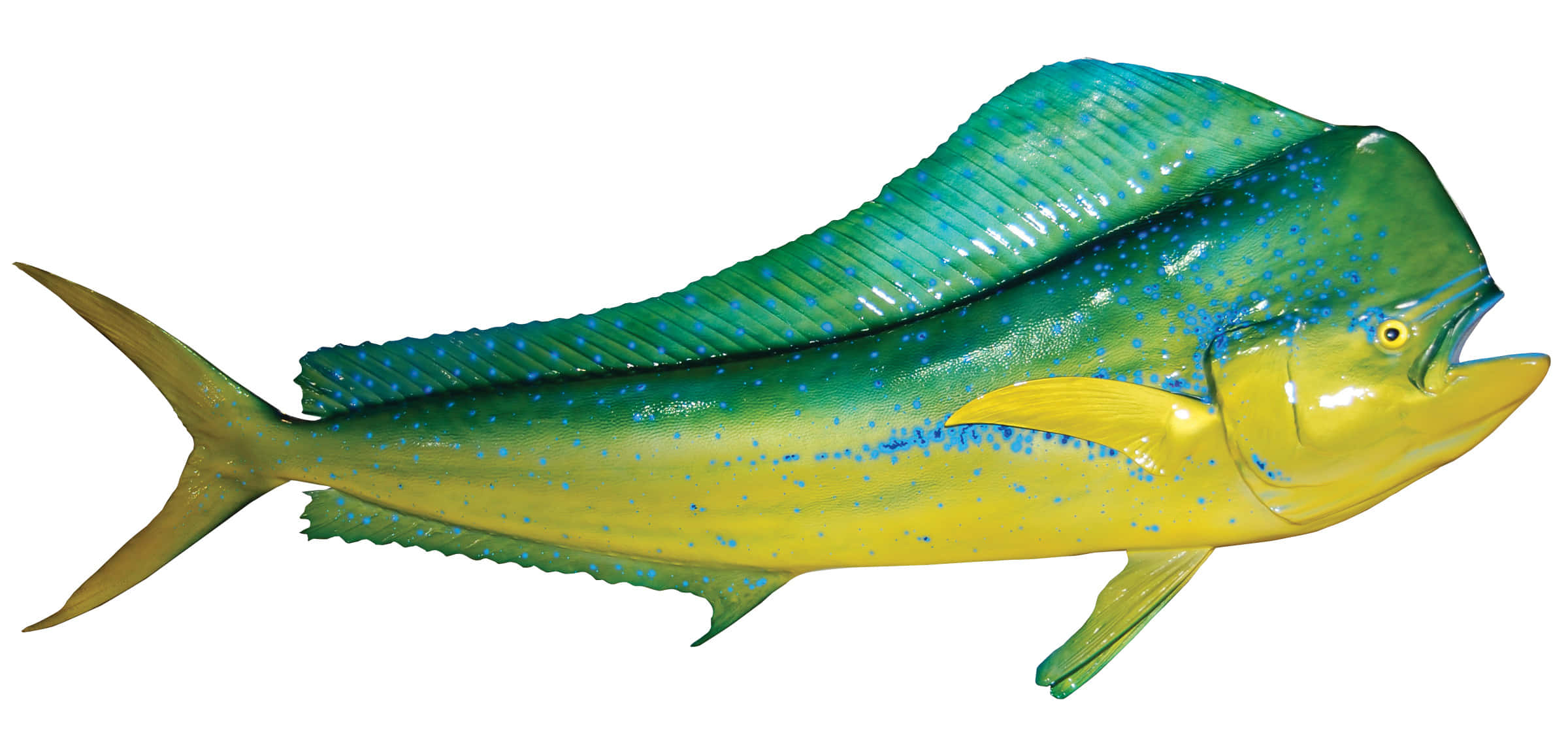 vibrant mahi-mahi fish, yellow body, blue spots, Full HD Desktop Wallpaper