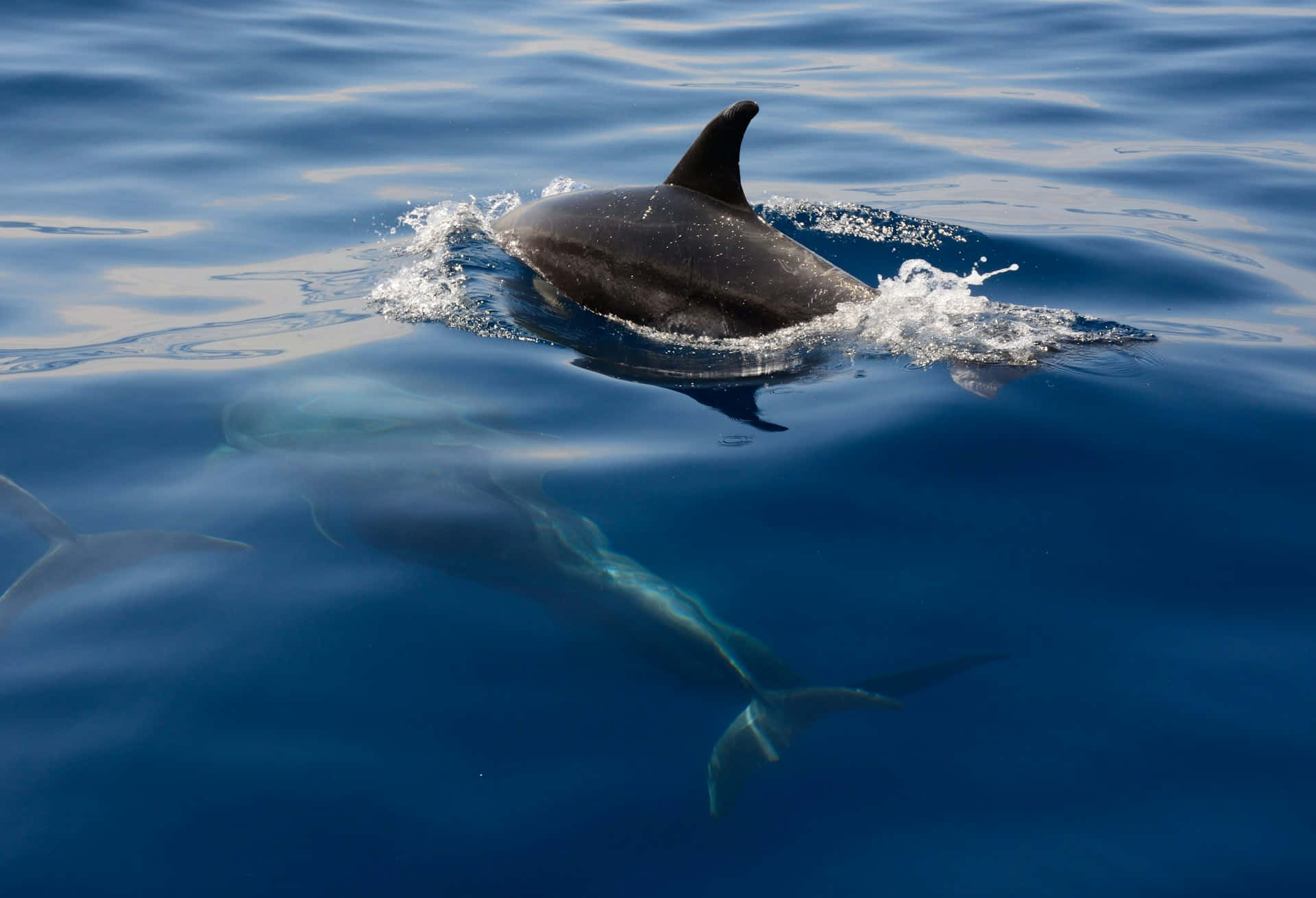 dolphin, blue ocean, deep blue ocean water, Full HD Desktop Wallpaper