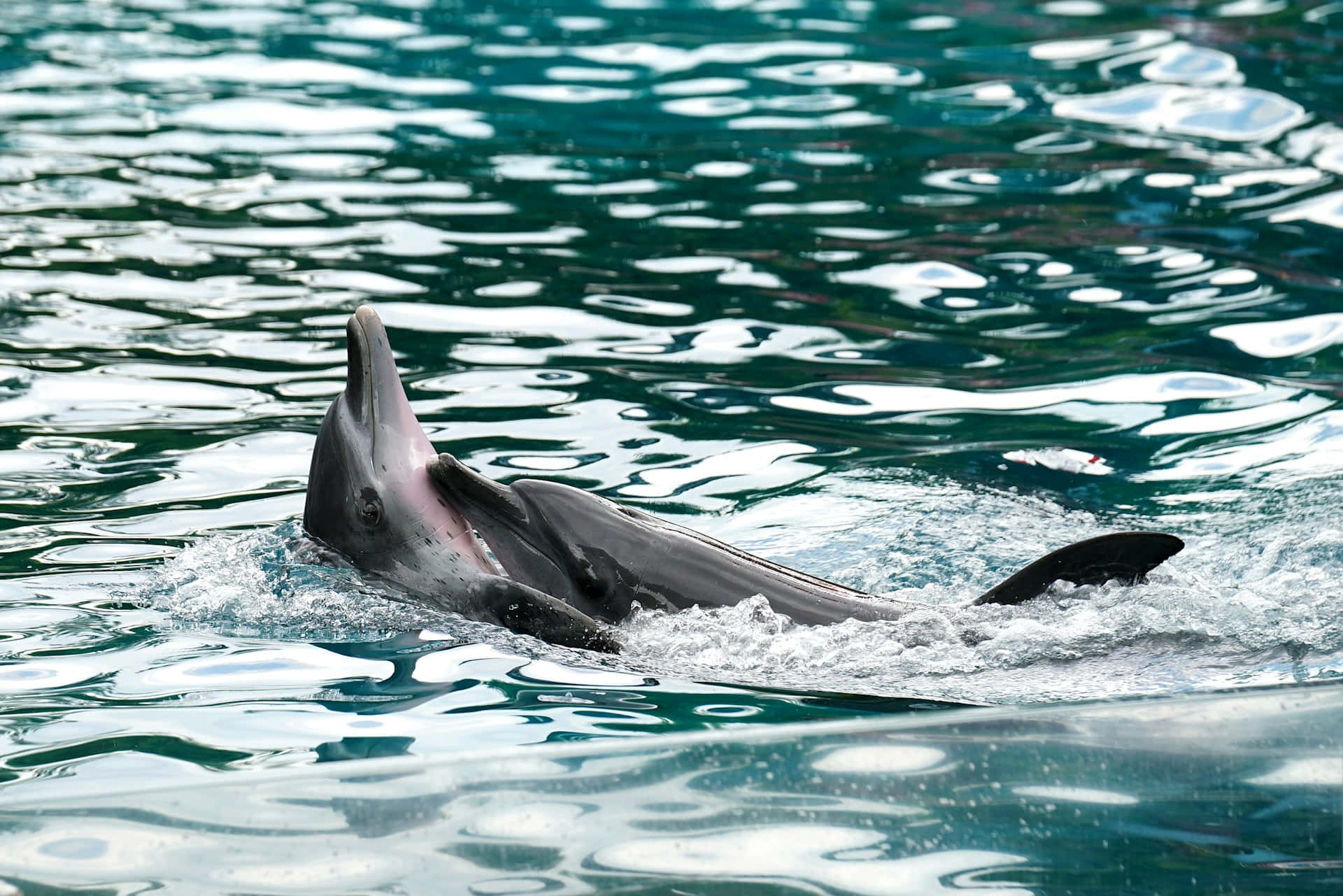 dolphin, calm waters, turquoise water, Full HD Desktop Wallpaper