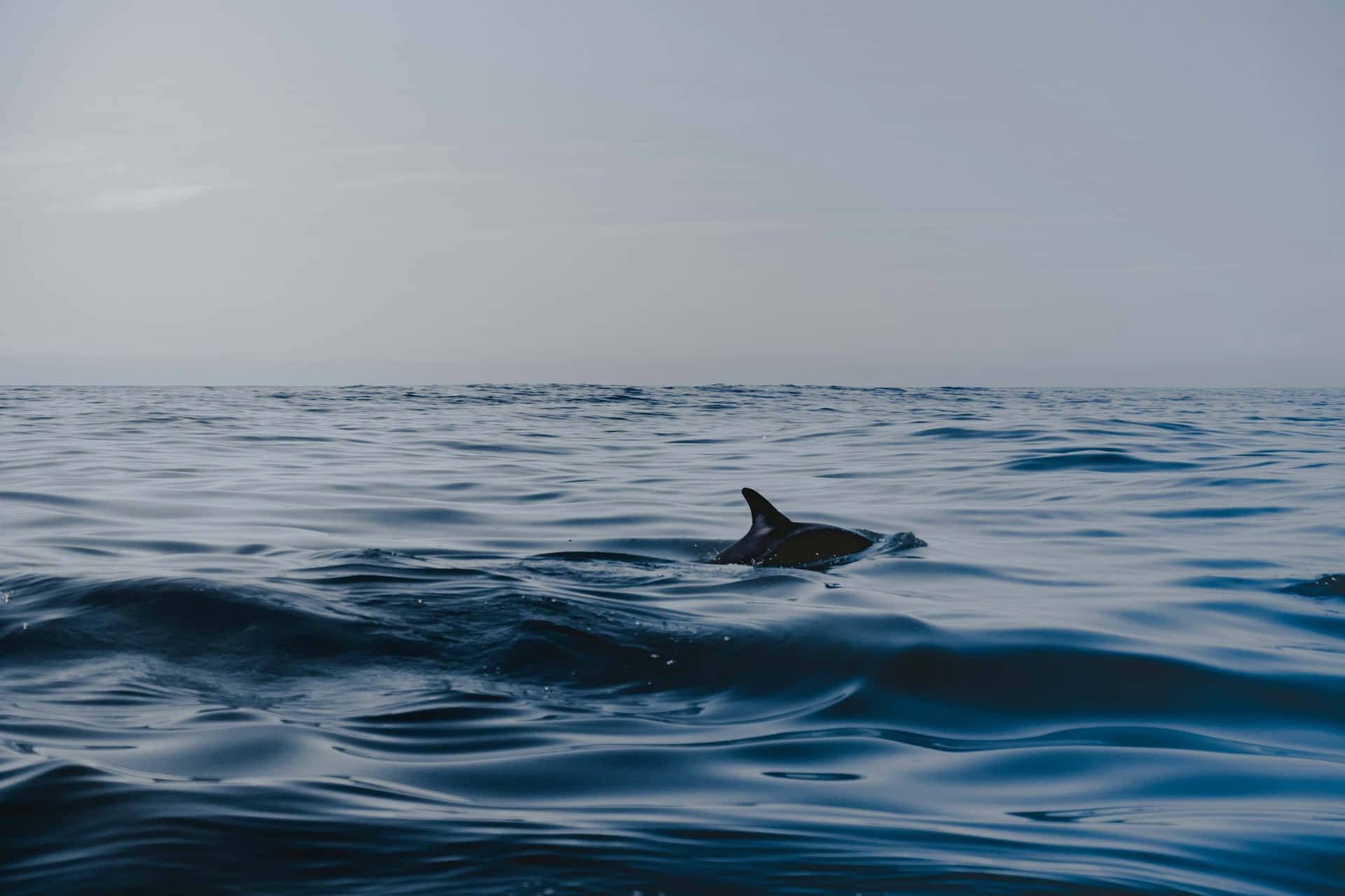 dolphin, dorsal fin, calm deep blue ocean, Full HD Desktop Wallpaper