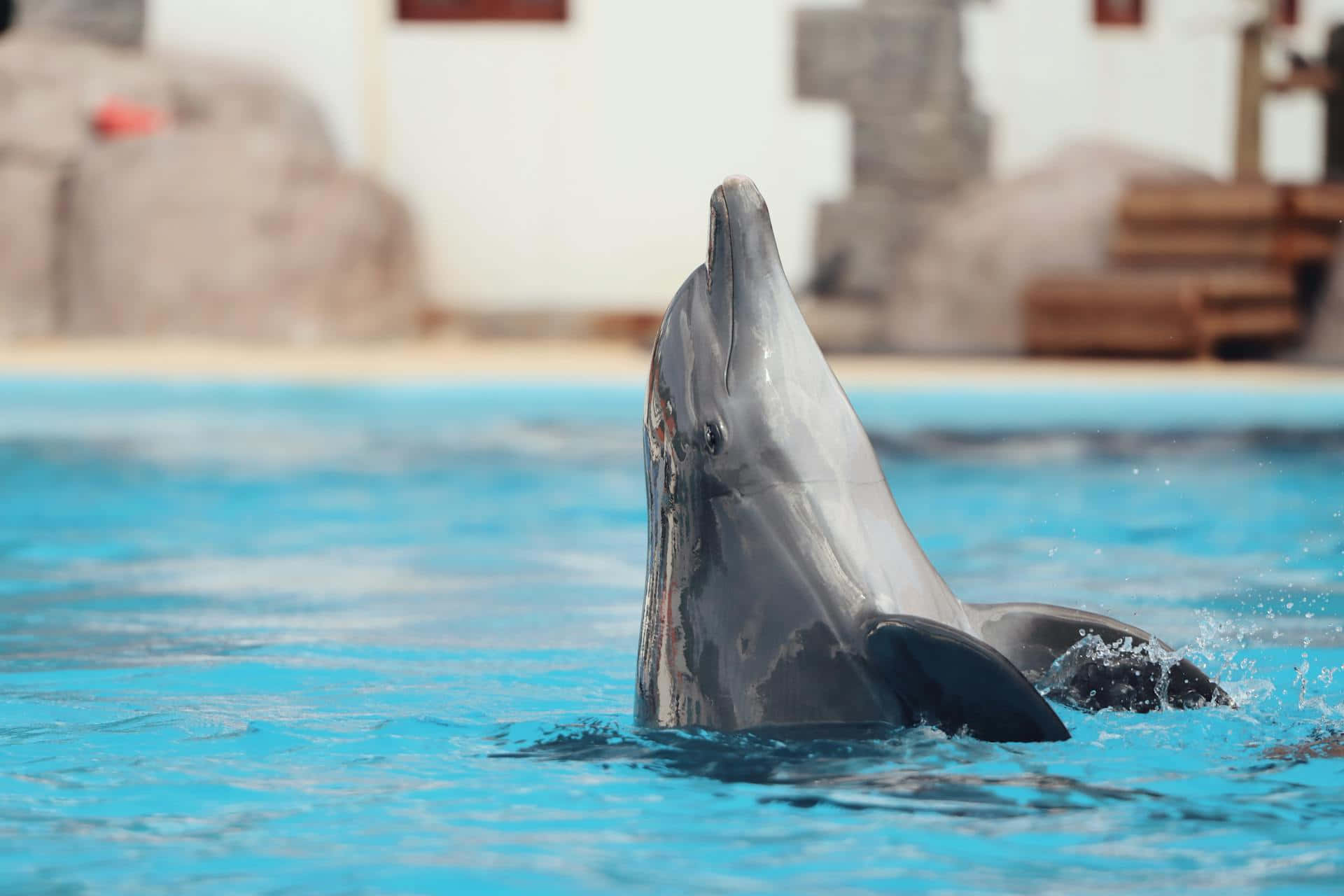 dolphin, bright blue pool, sleek gray body, Full HD Desktop Wallpaper