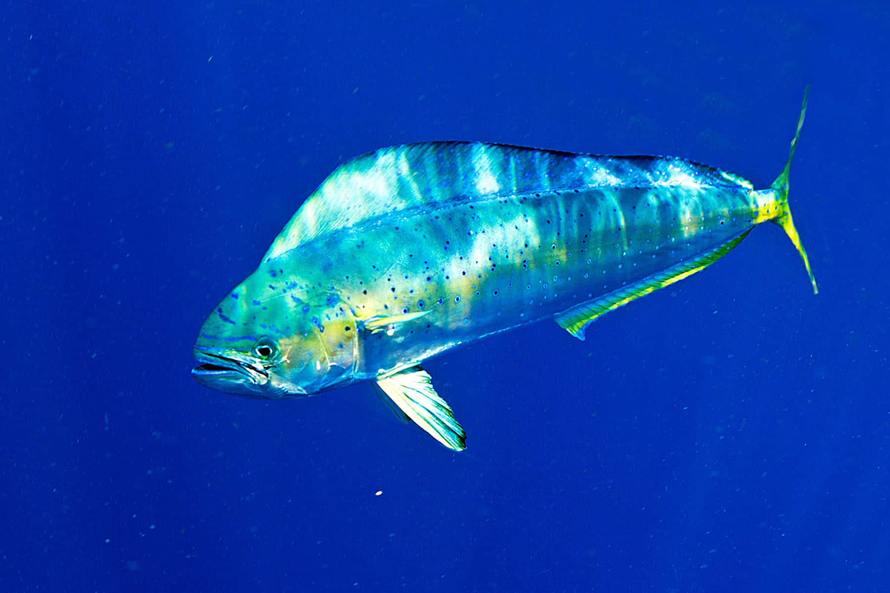 dolphinfish, blue water, iridescent blue green scales, HD Desktop Wallpaper