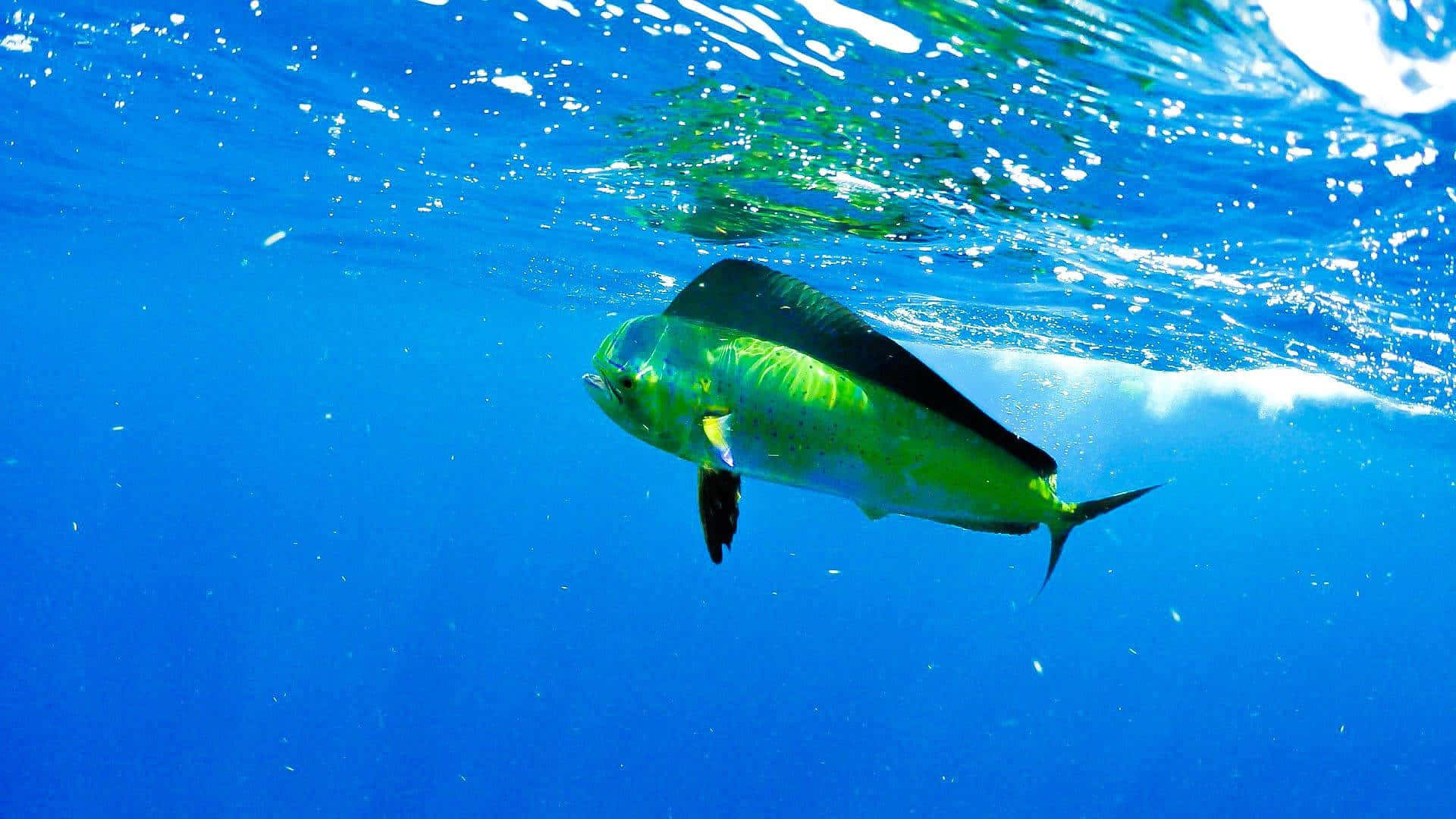 vibrant dolphinfish, green and black, sunlit turquoise waves, Full HD Desktop Wallpaper