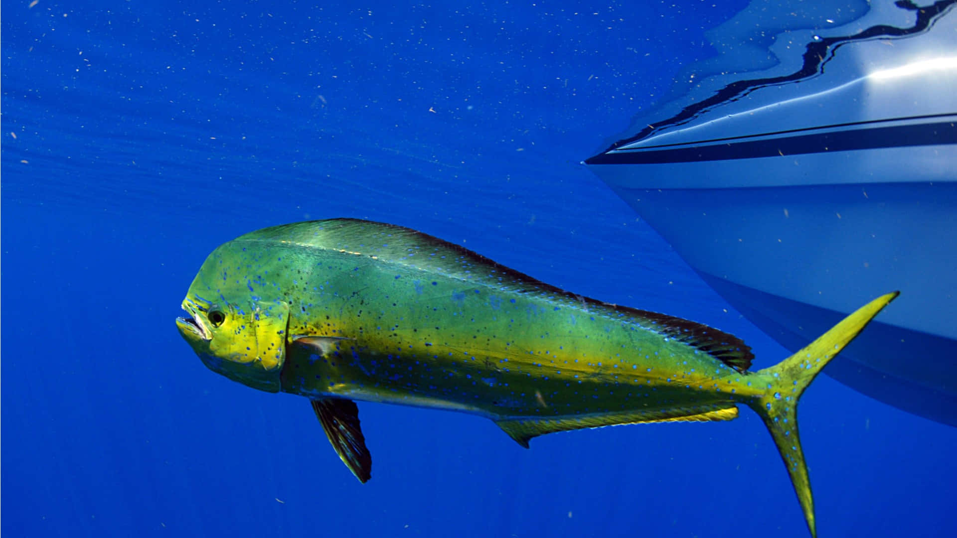dolphinfish, white yacht, clear blue ocean water, Full HD Desktop Wallpaper