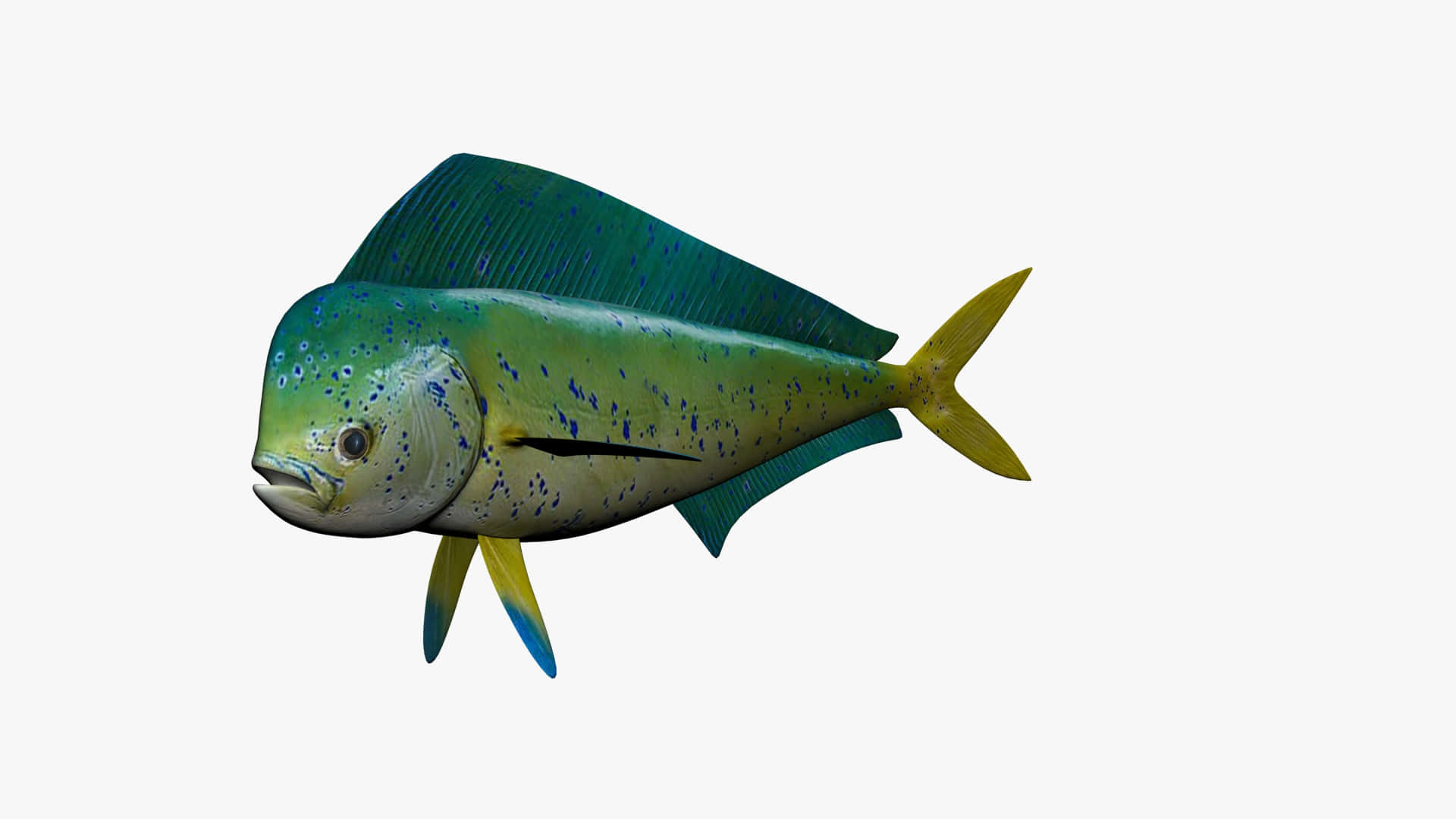 dolphinfish, iridescent green blue and yellow scales, spotted skin, Full HD Desktop Wallpaper